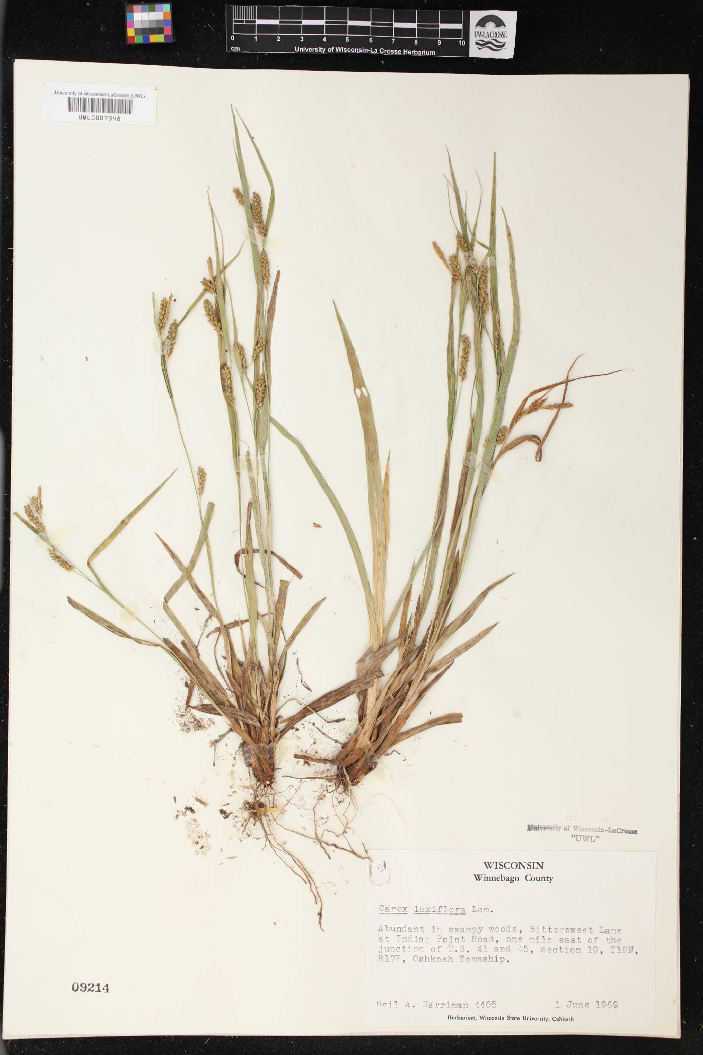 Carex laxiflora image