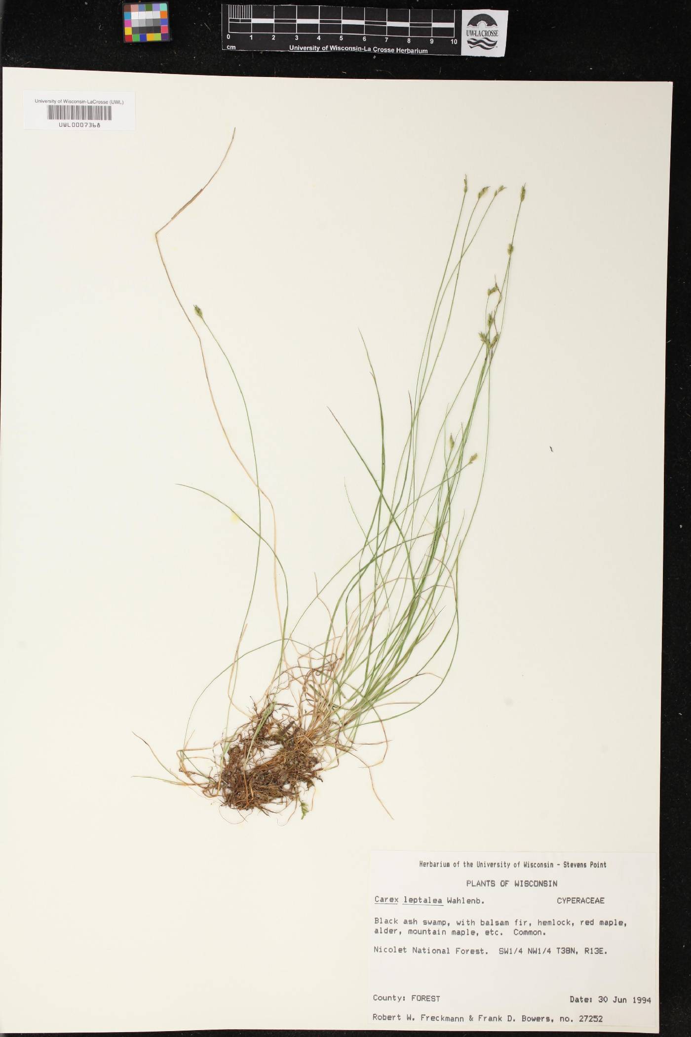 Carex leptalea image
