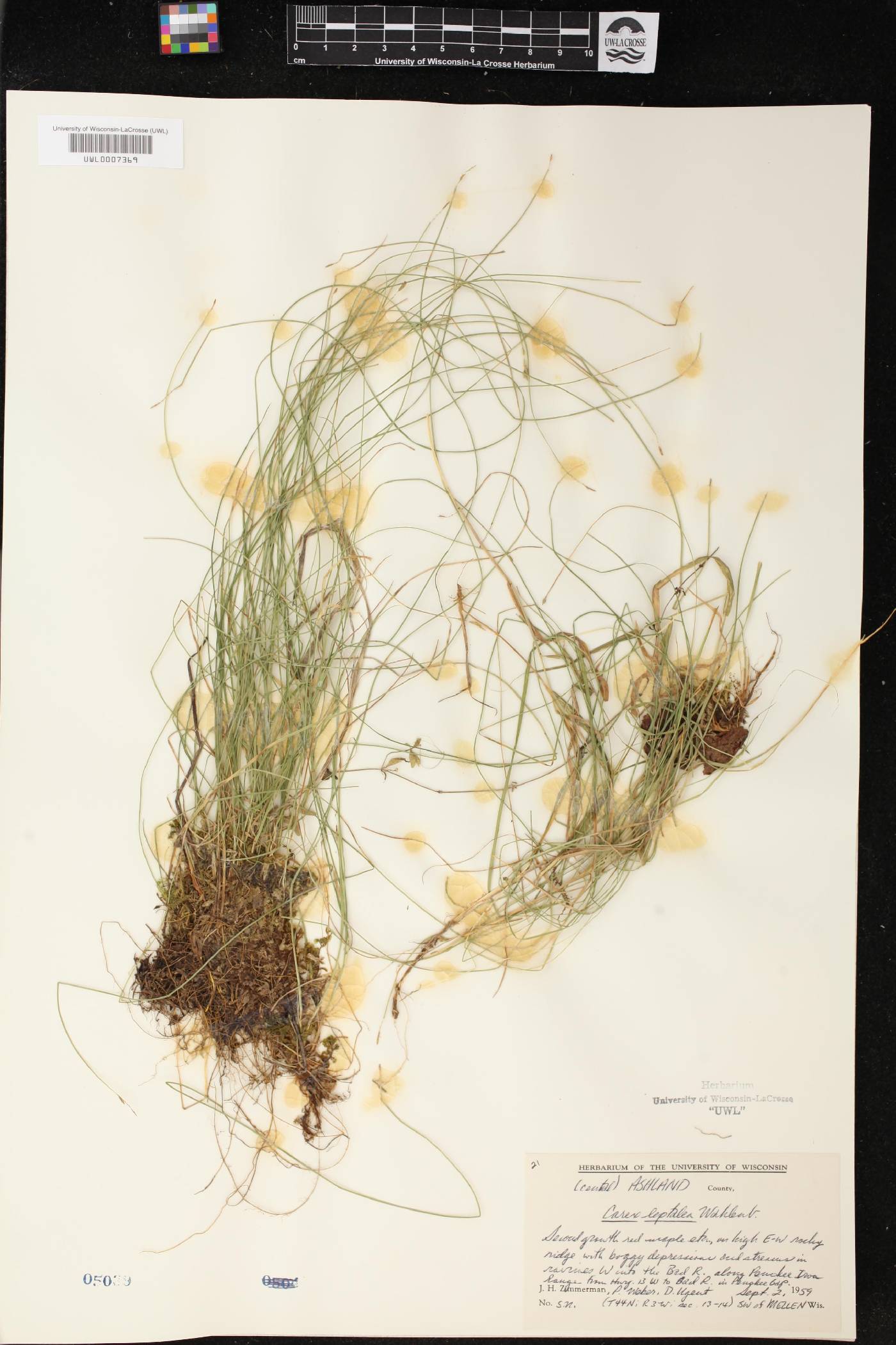 Carex leptalea image