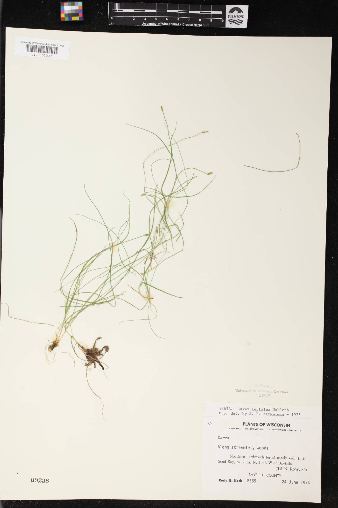 Carex leptalea image