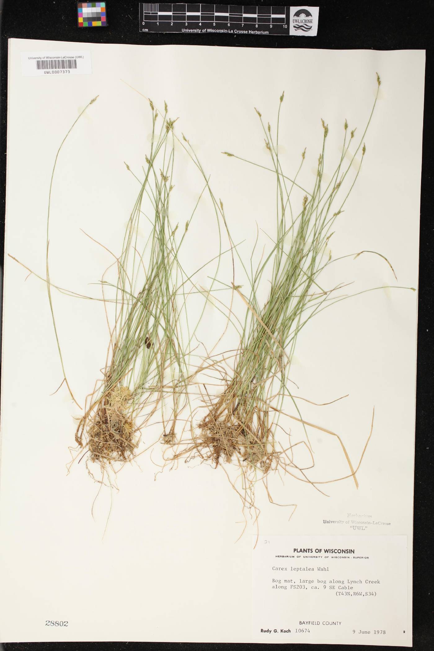 Carex leptalea image