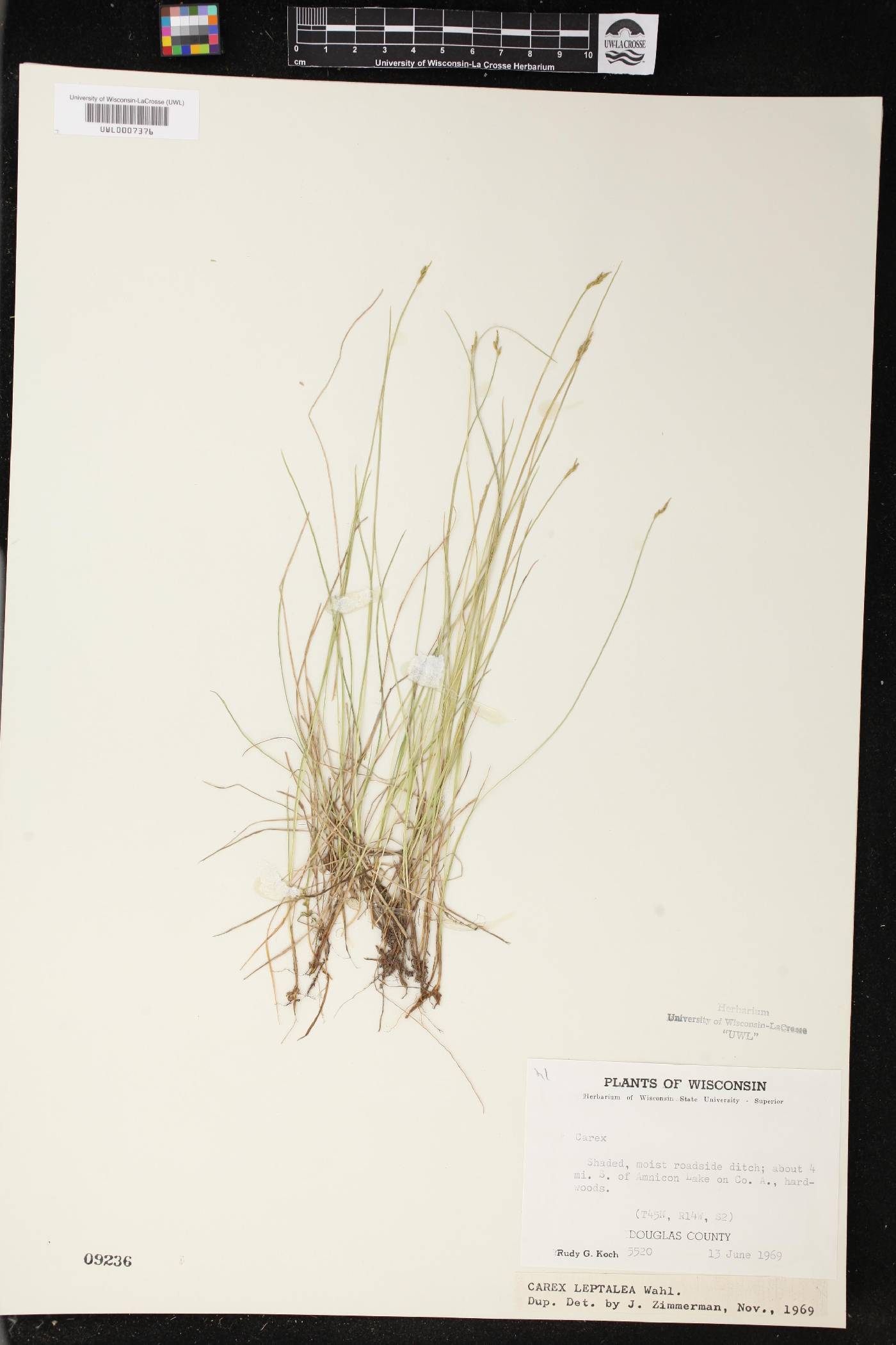 Carex leptalea image