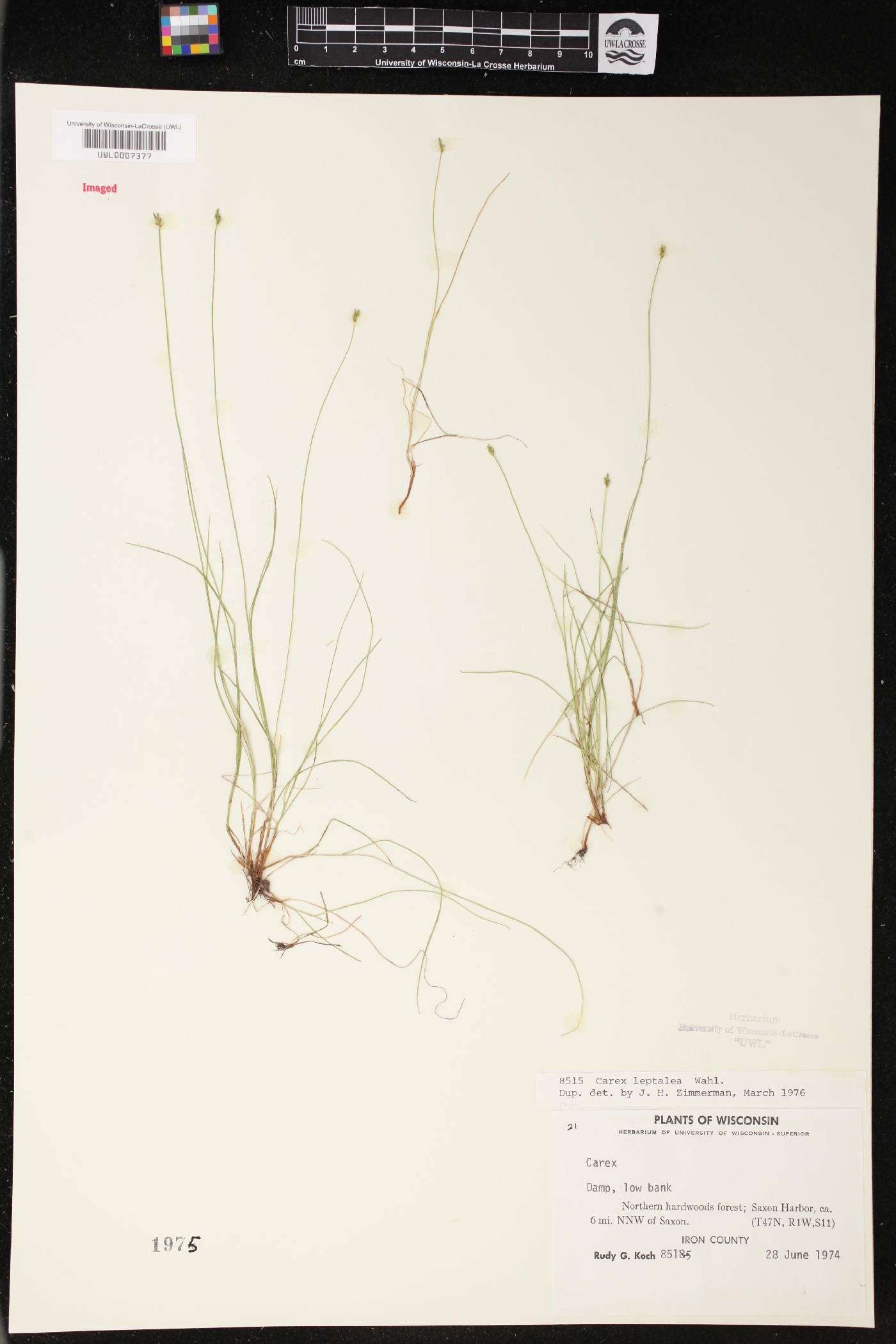 Carex leptalea image