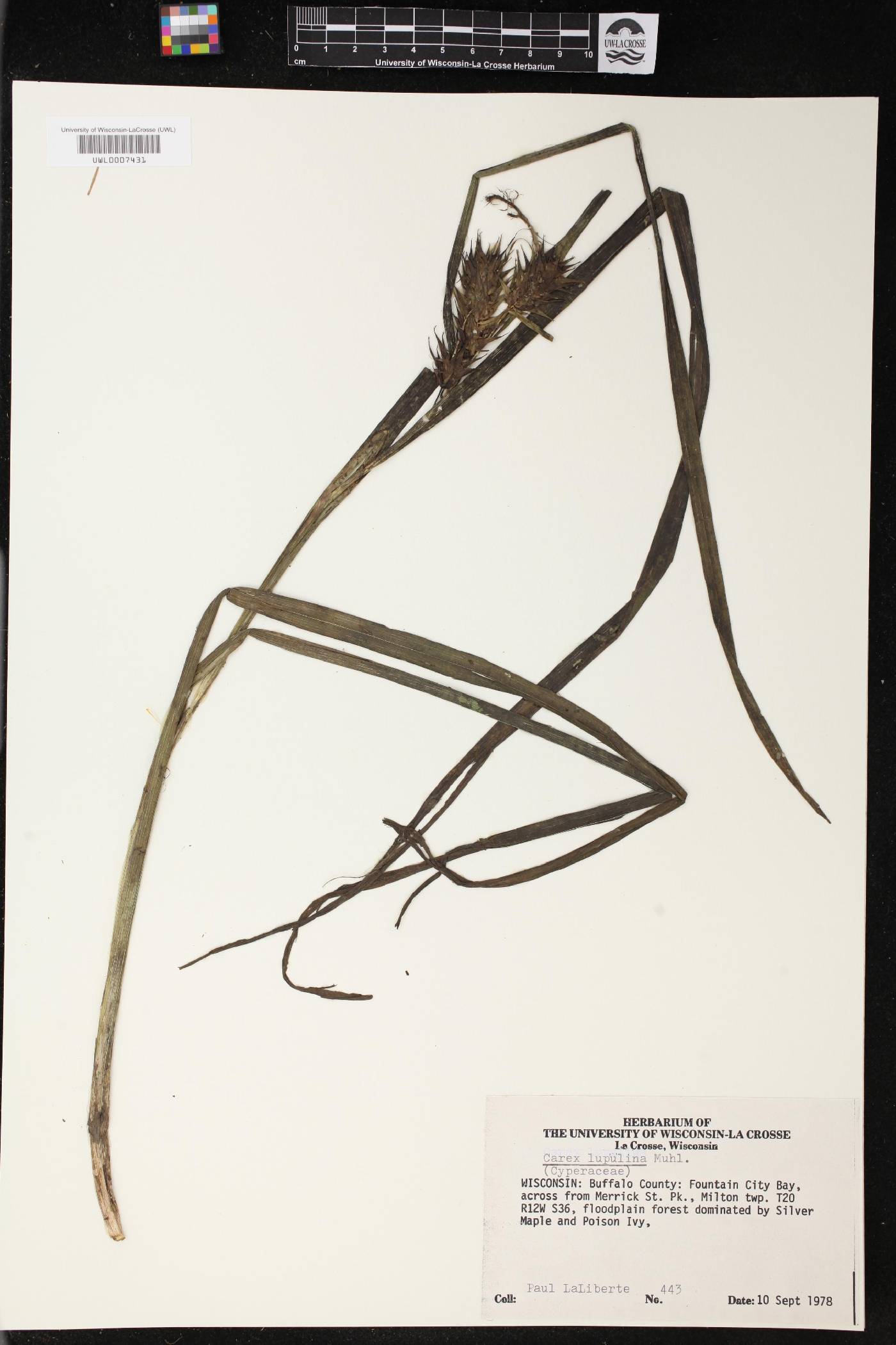 Carex lupulina image
