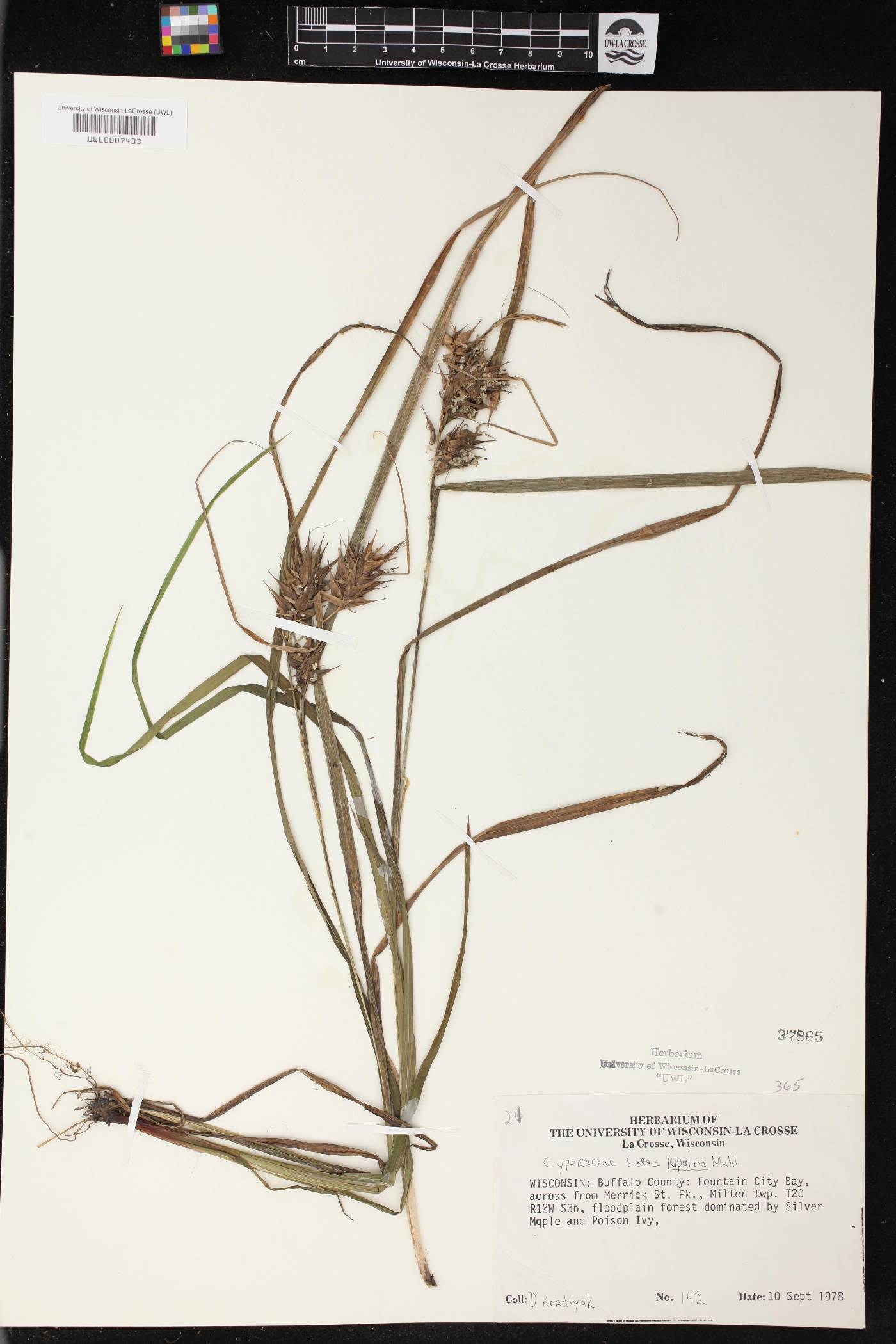 Carex lupulina image