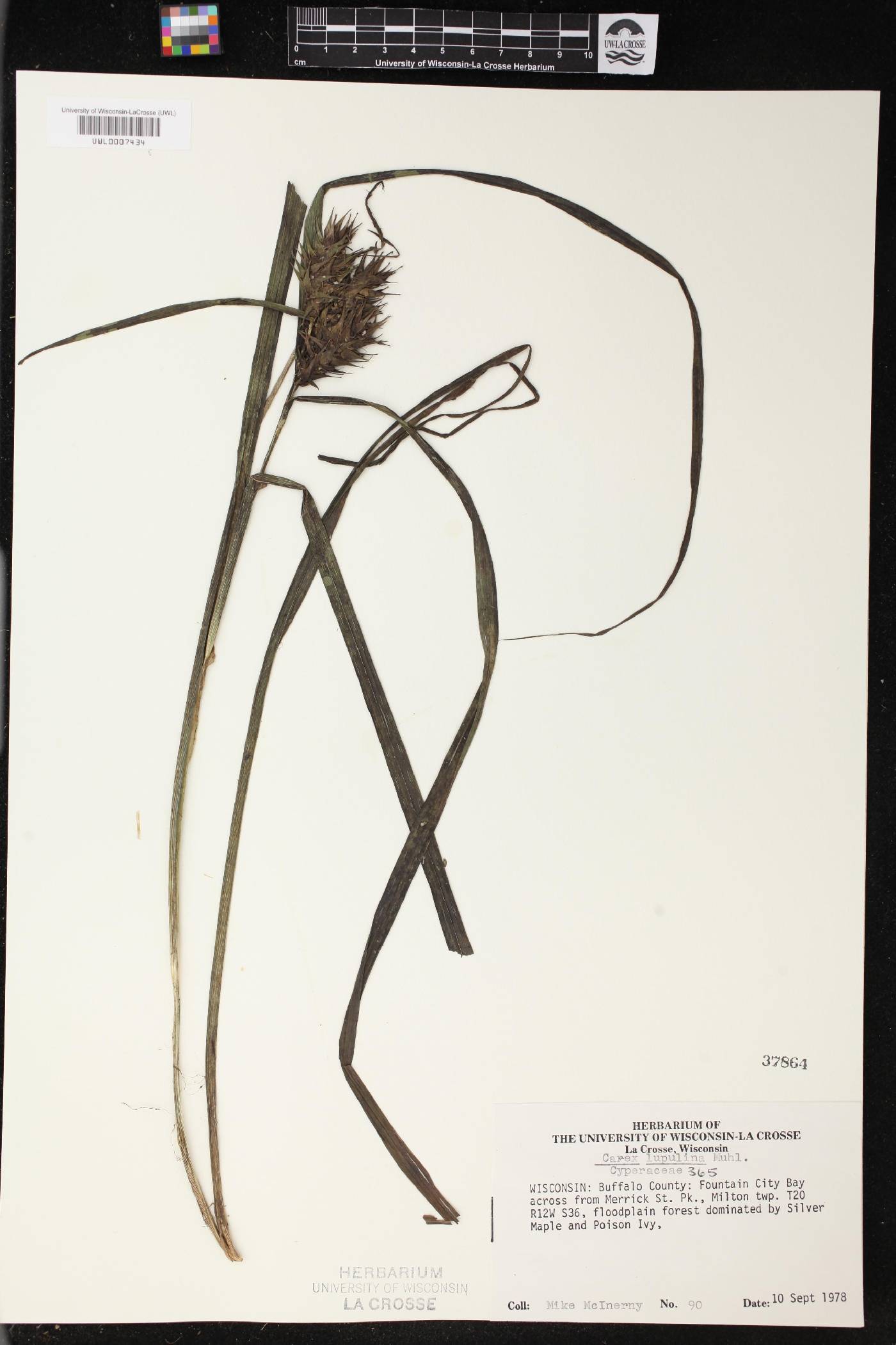 Carex lupulina image