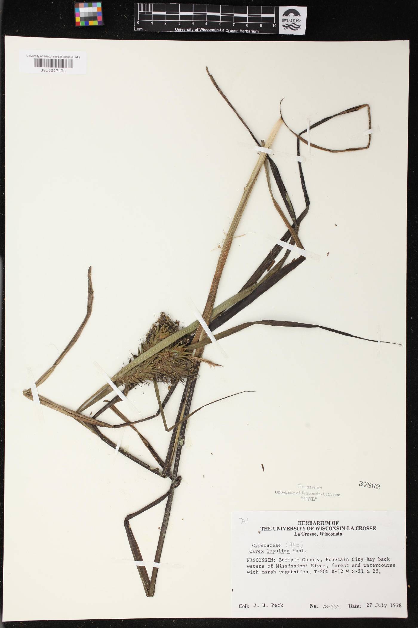 Carex lupulina image