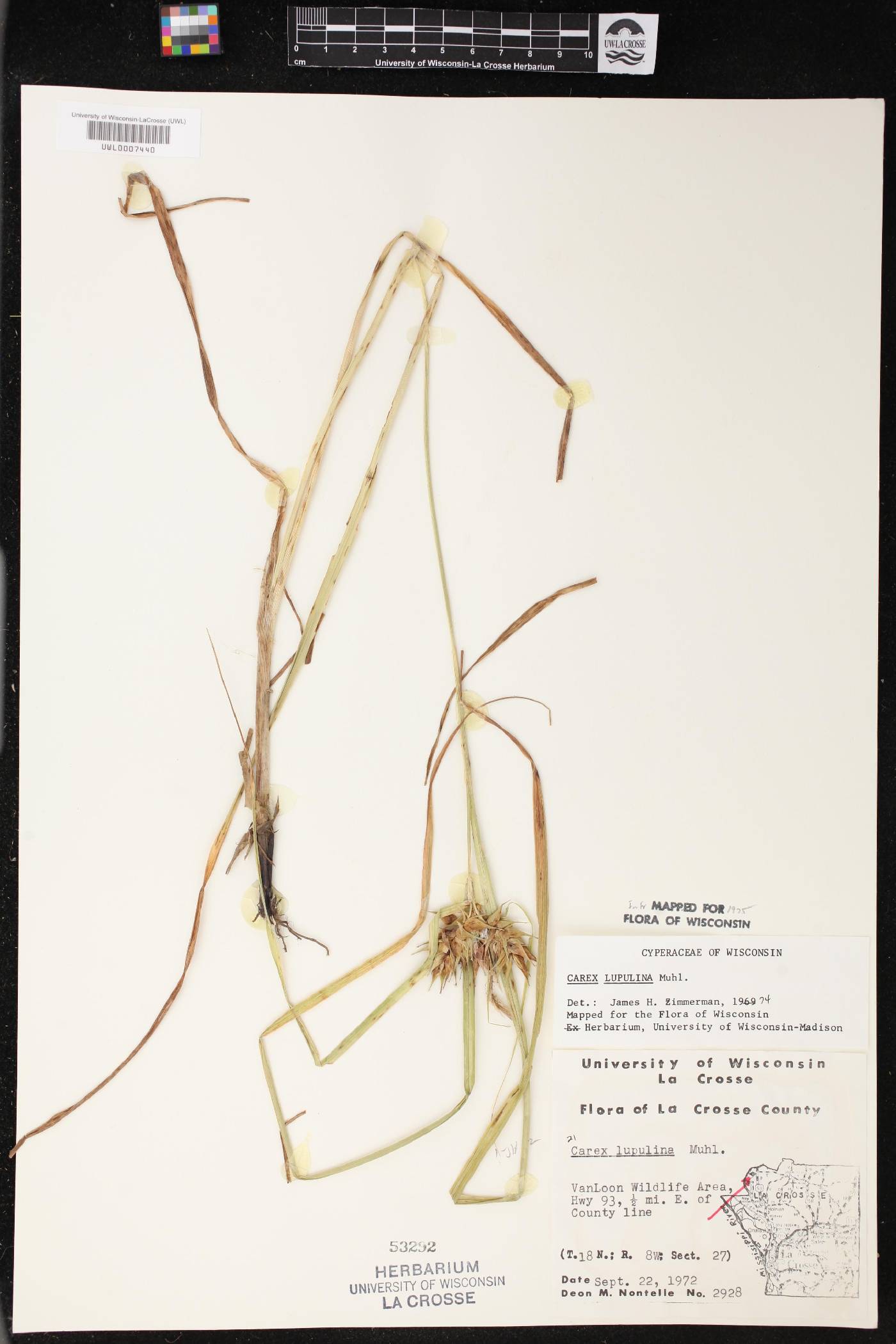 Carex lupulina image