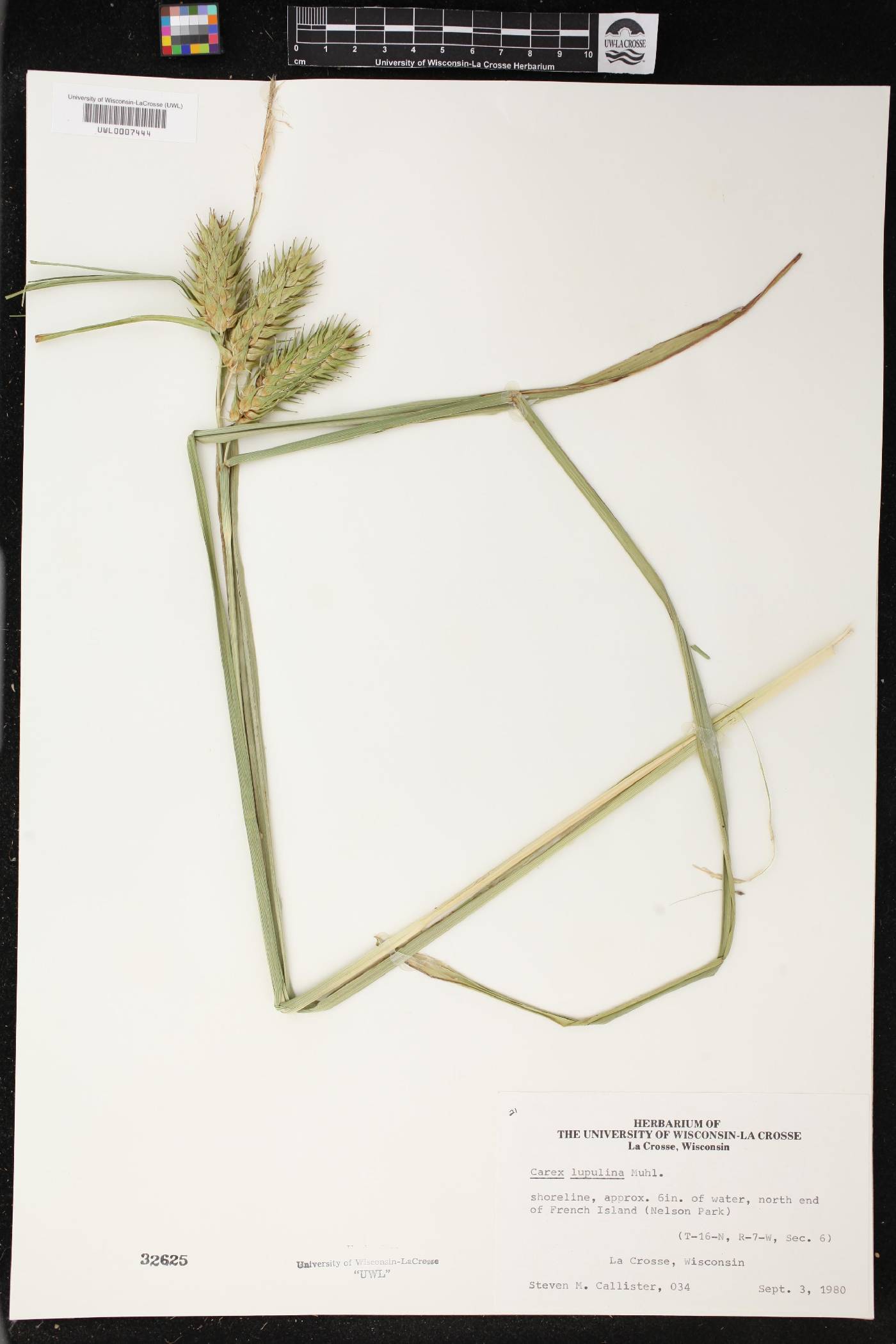 Carex lupulina image