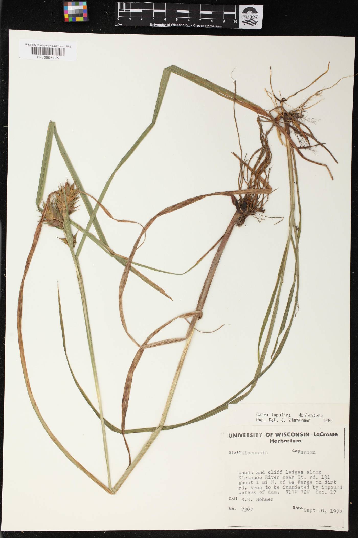 Carex lupulina image