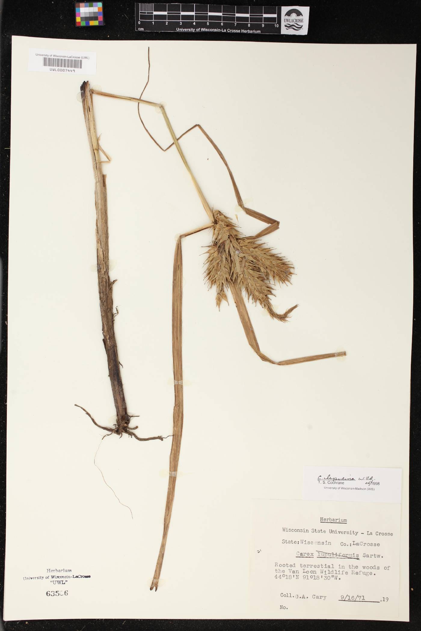 Carex lupulina image