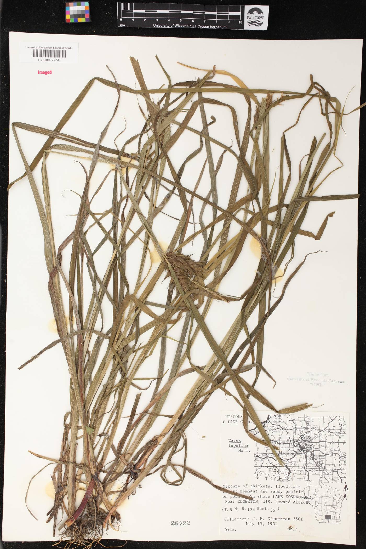 Carex lupulina image