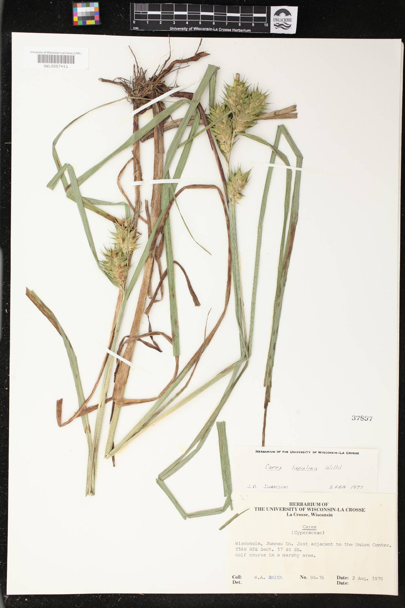 Carex lupulina image