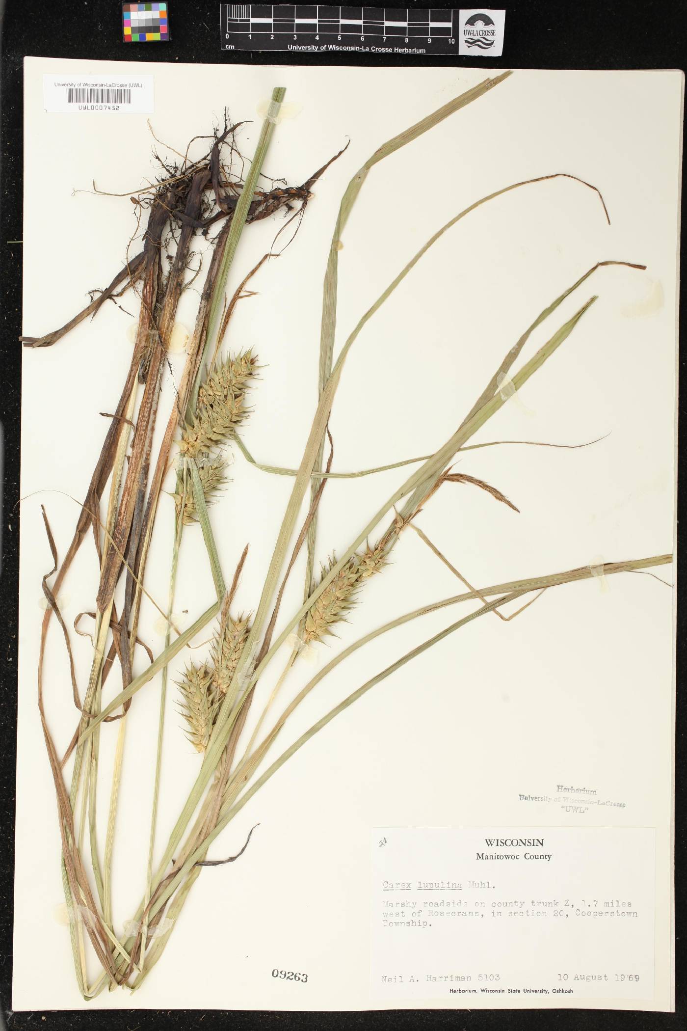 Carex lupulina image
