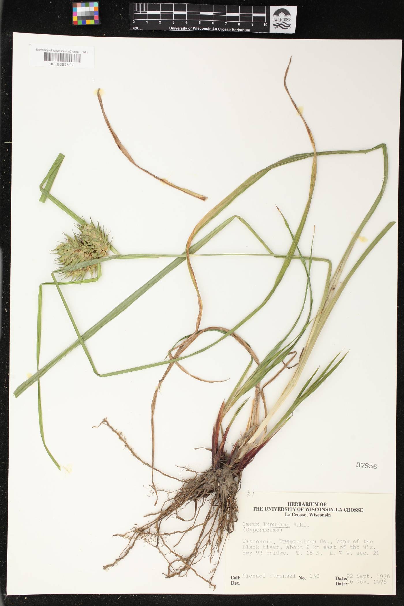 Carex lupulina image
