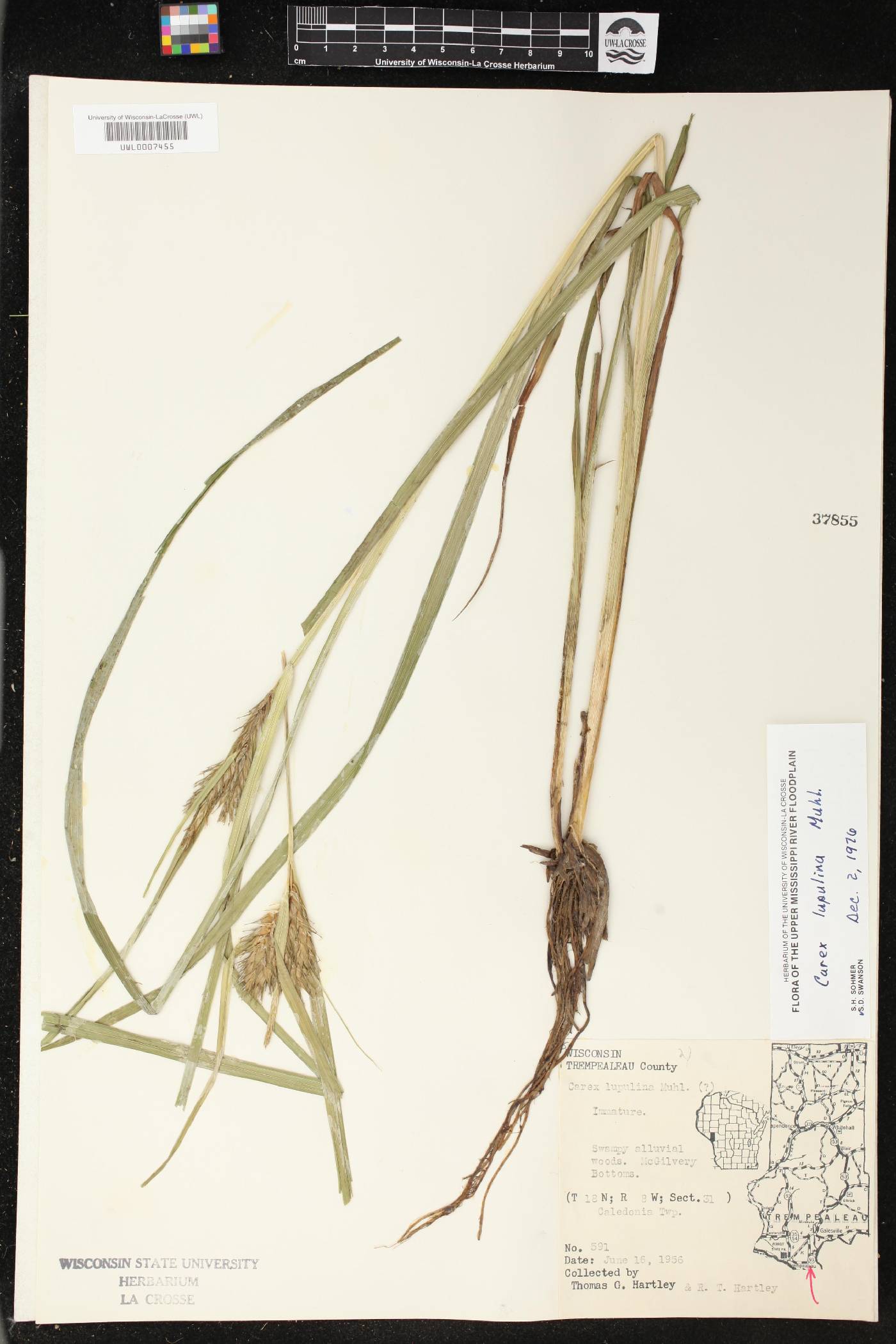 Carex lupulina image