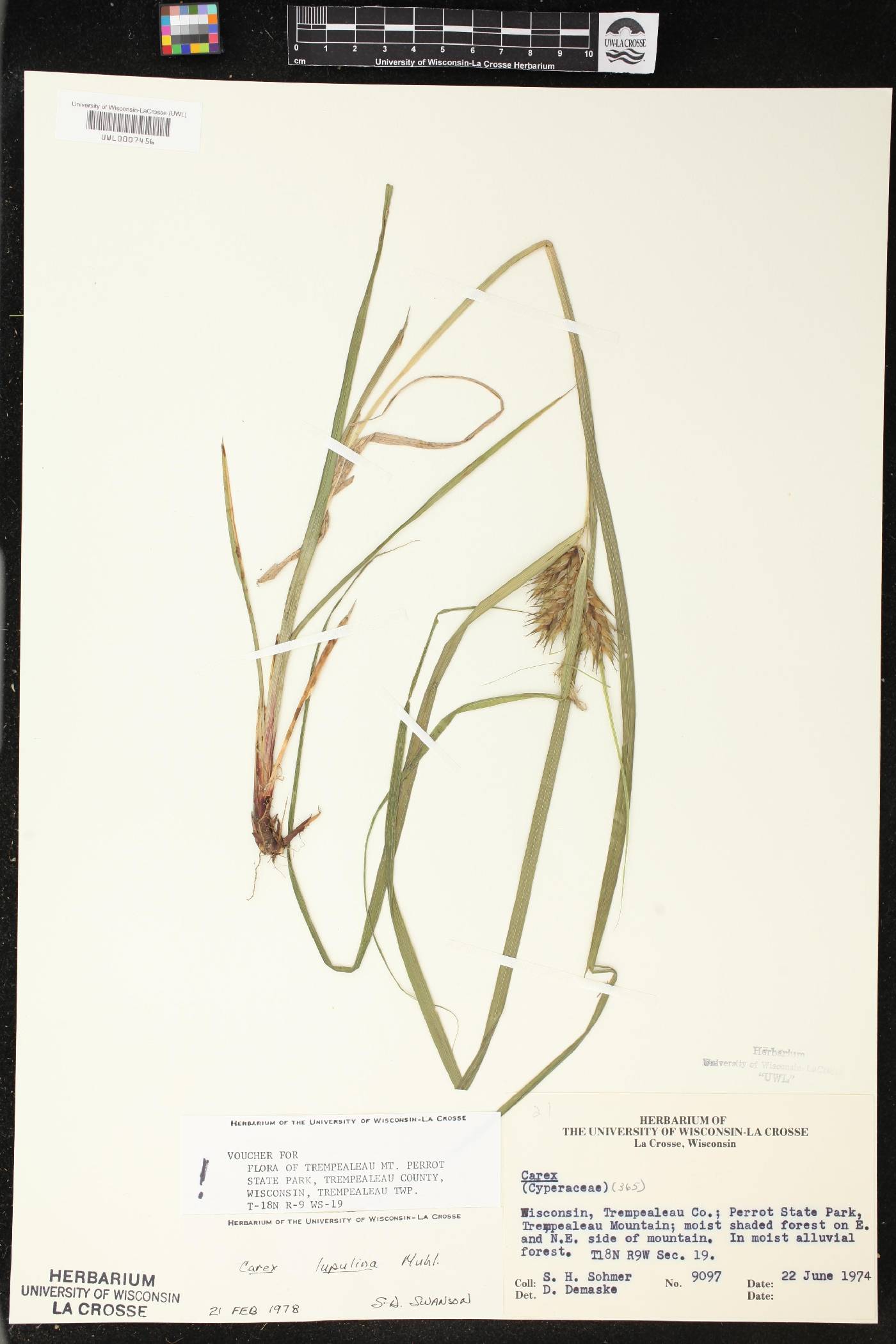 Carex lupulina image