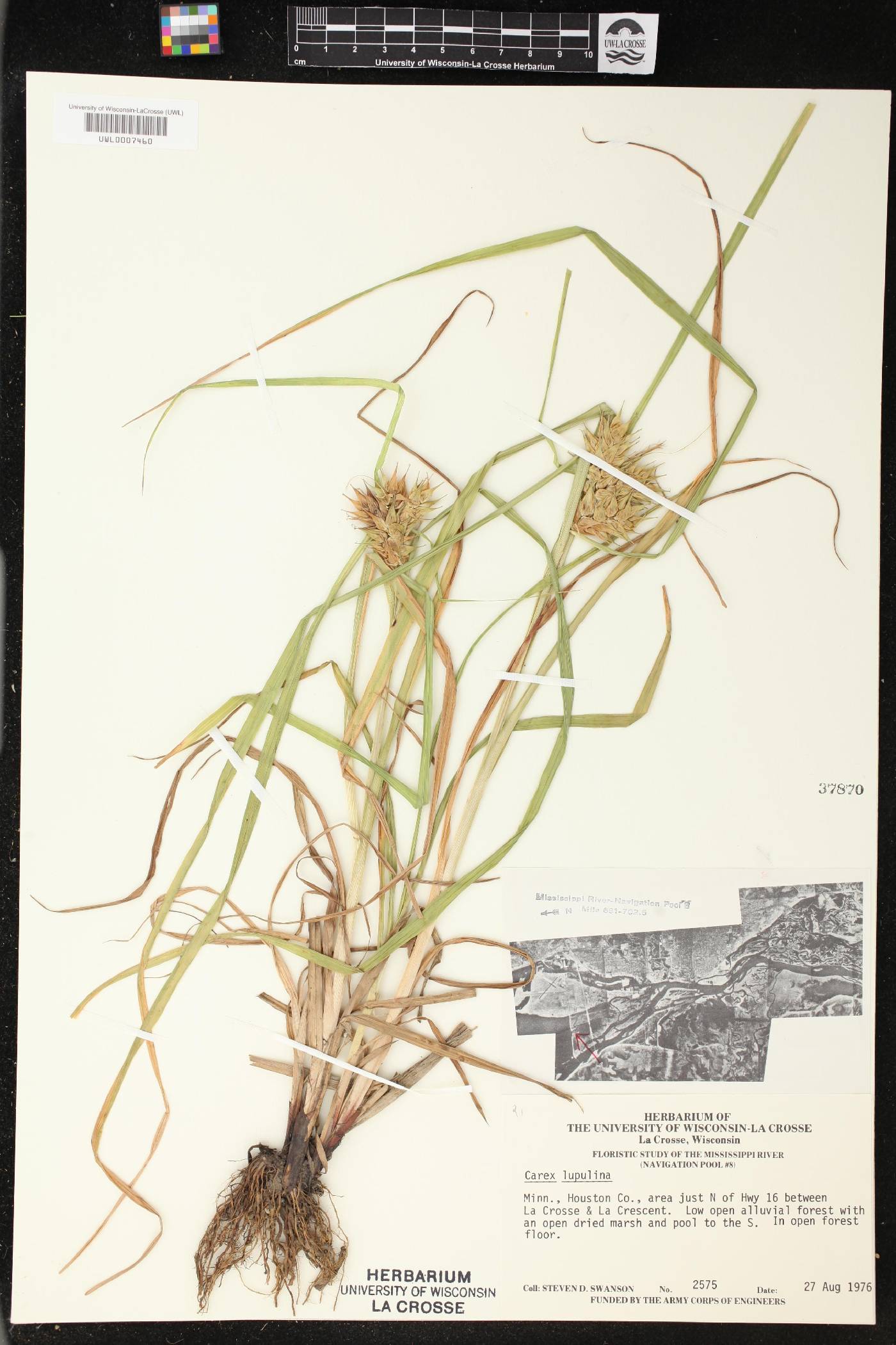 Carex lupulina image