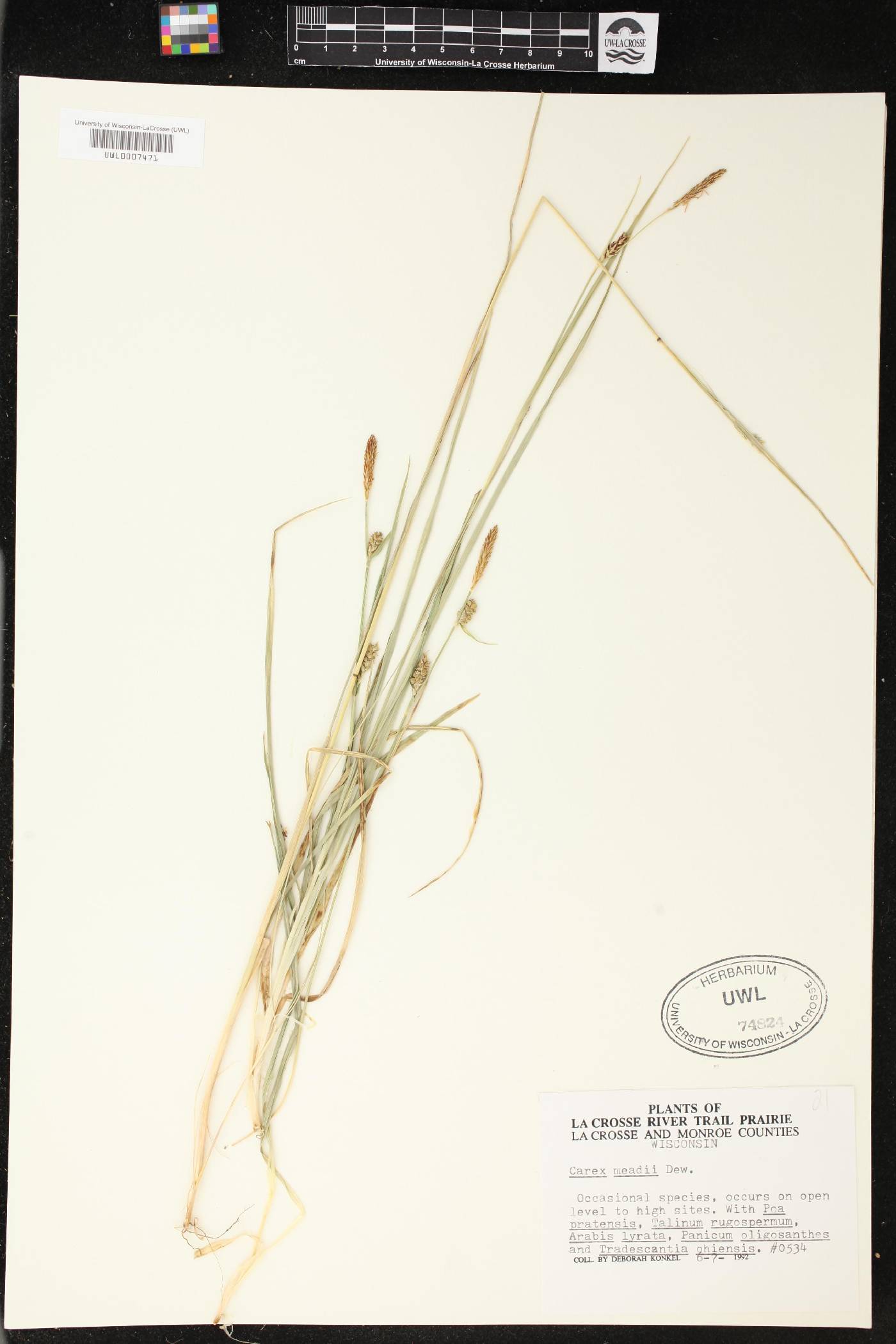 Carex meadii image