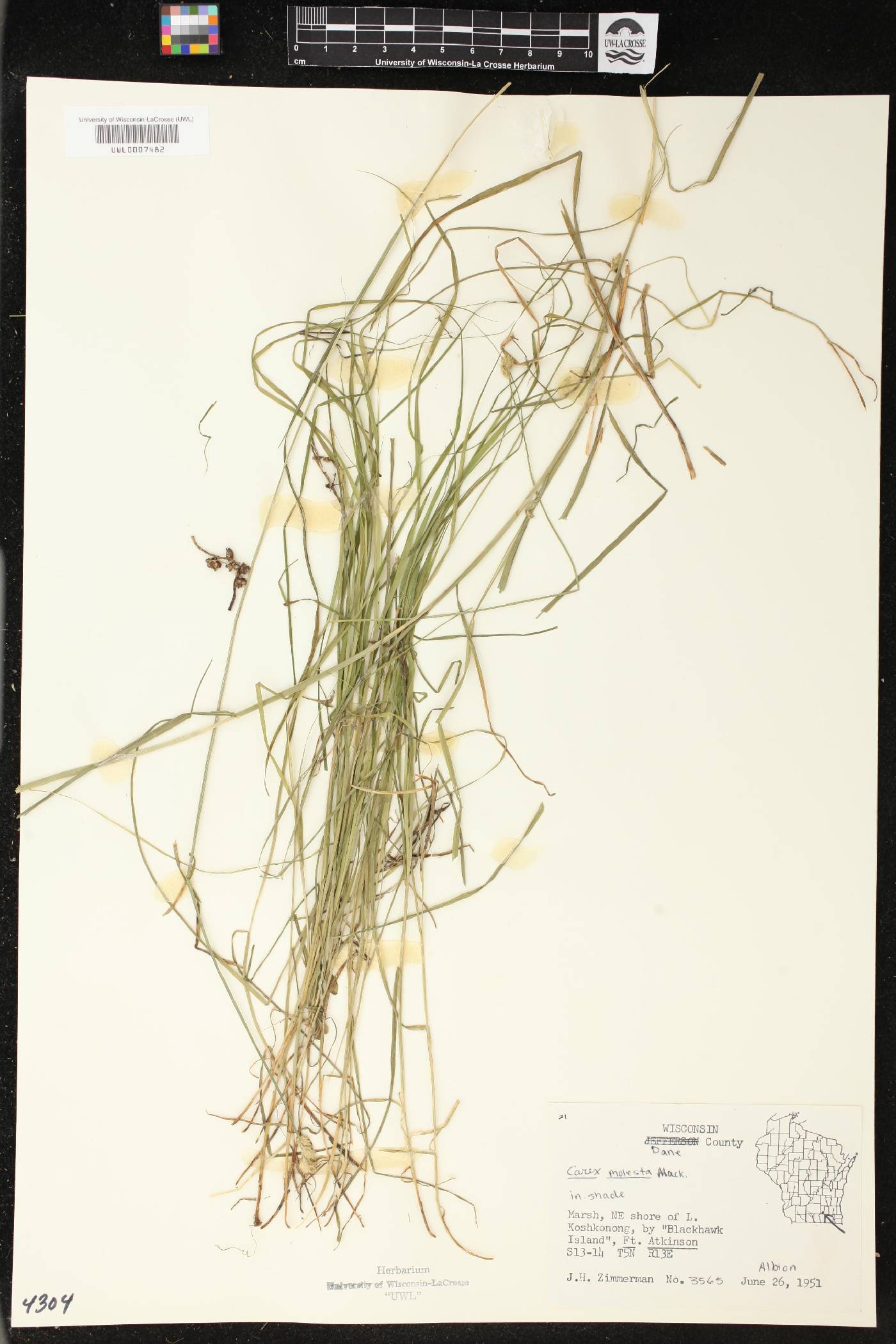 Carex molesta image