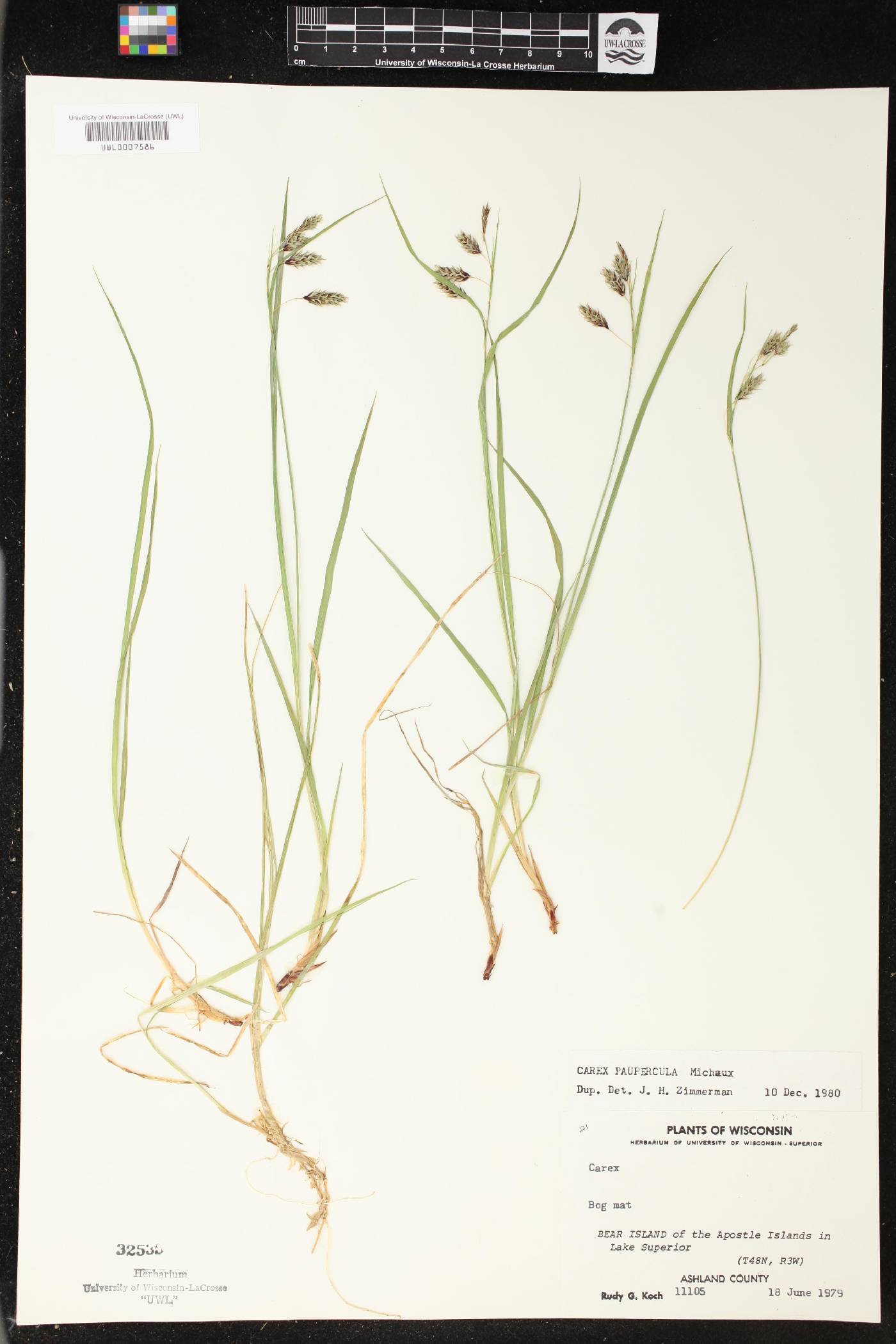 Carex magellanica image