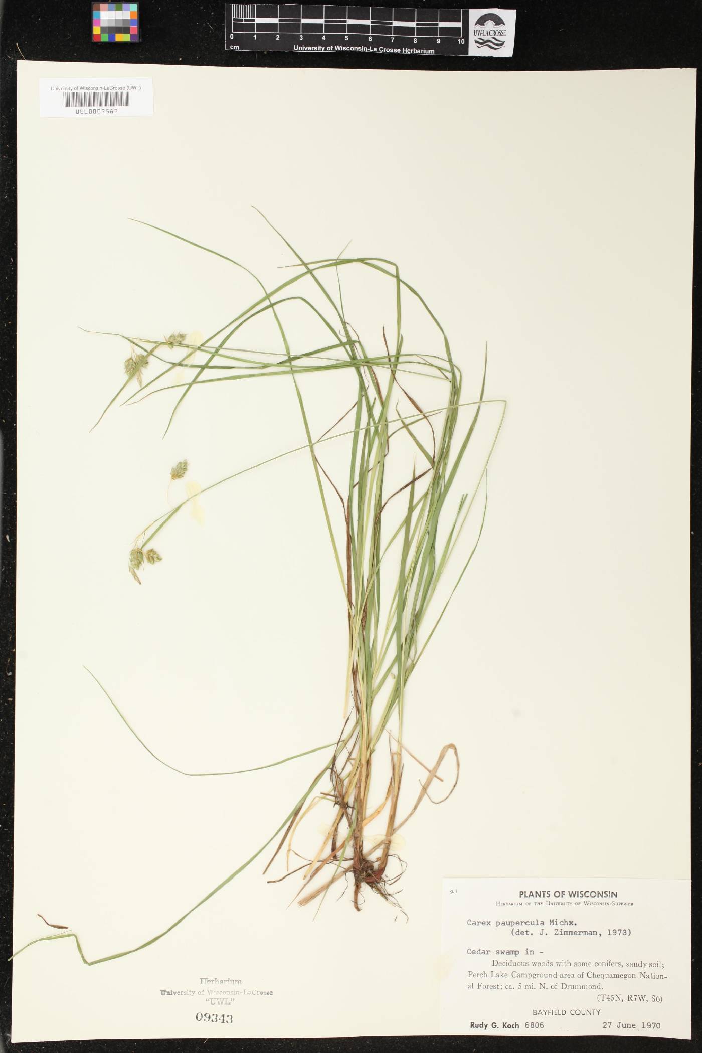 Carex magellanica image