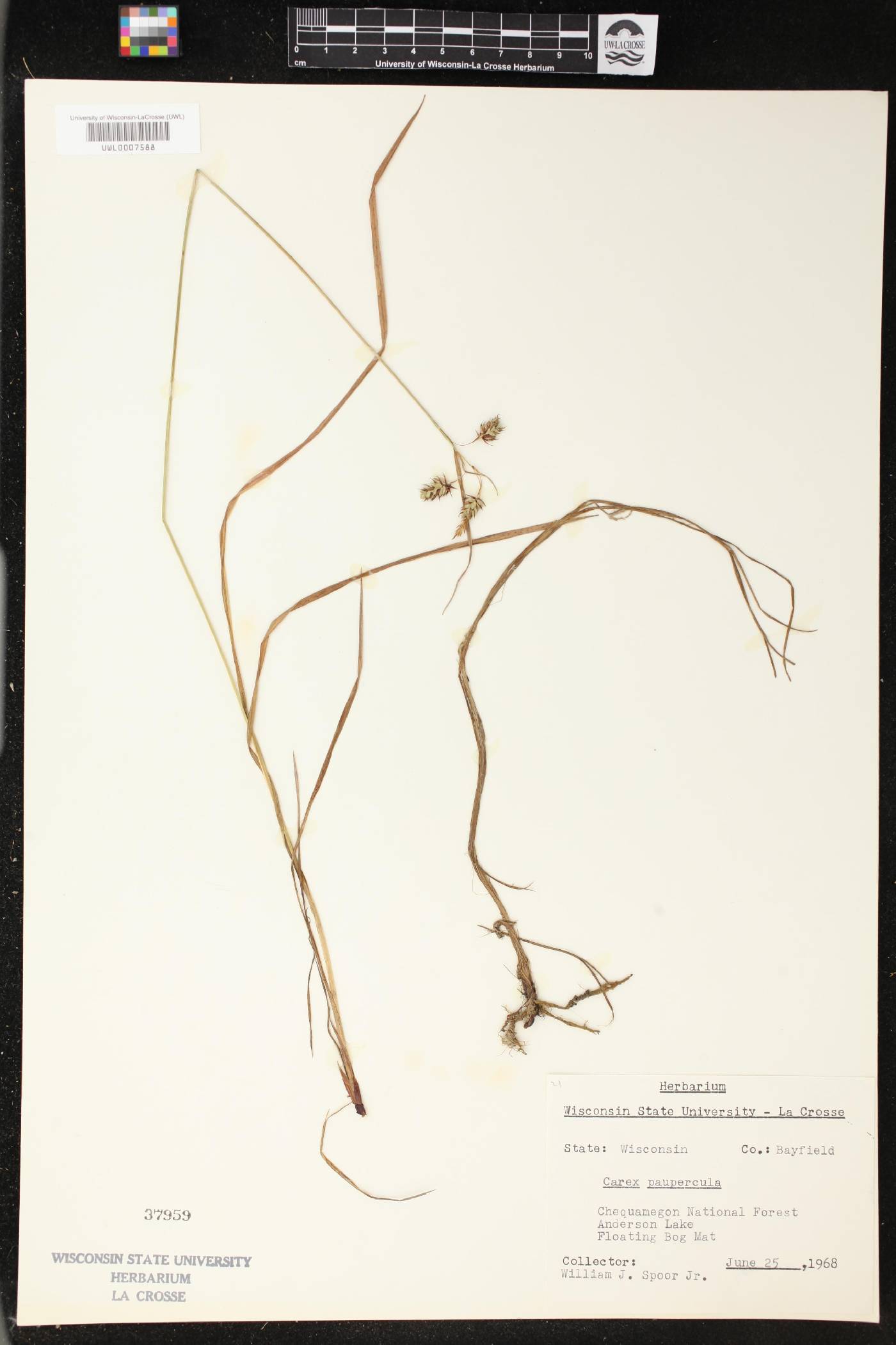 Carex magellanica image