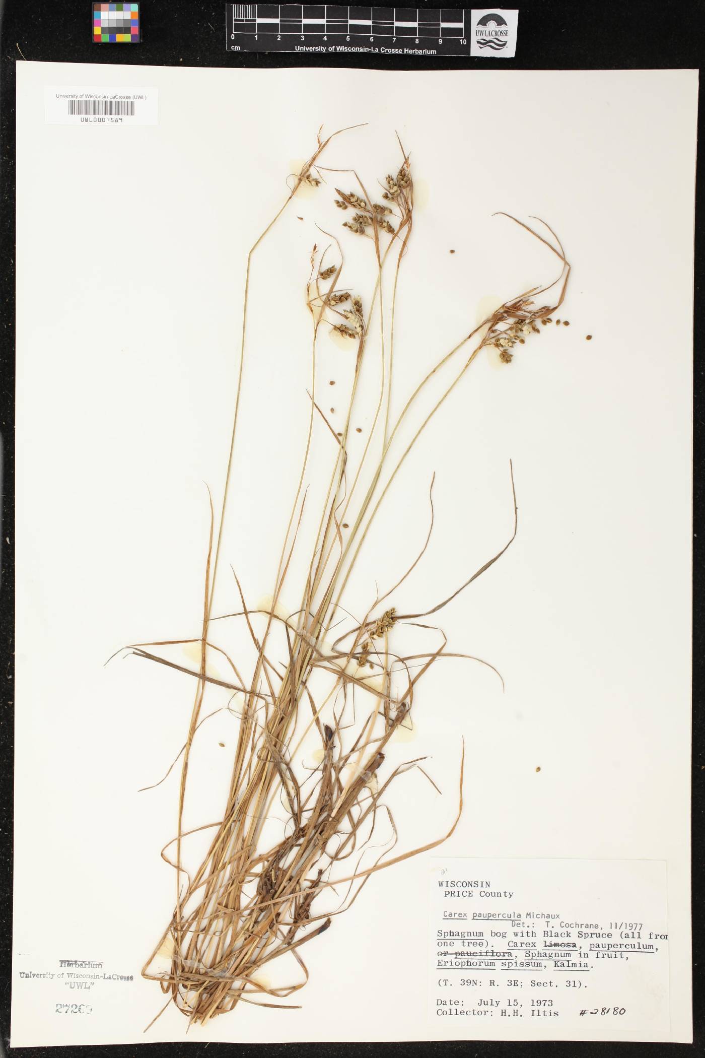 Carex magellanica image