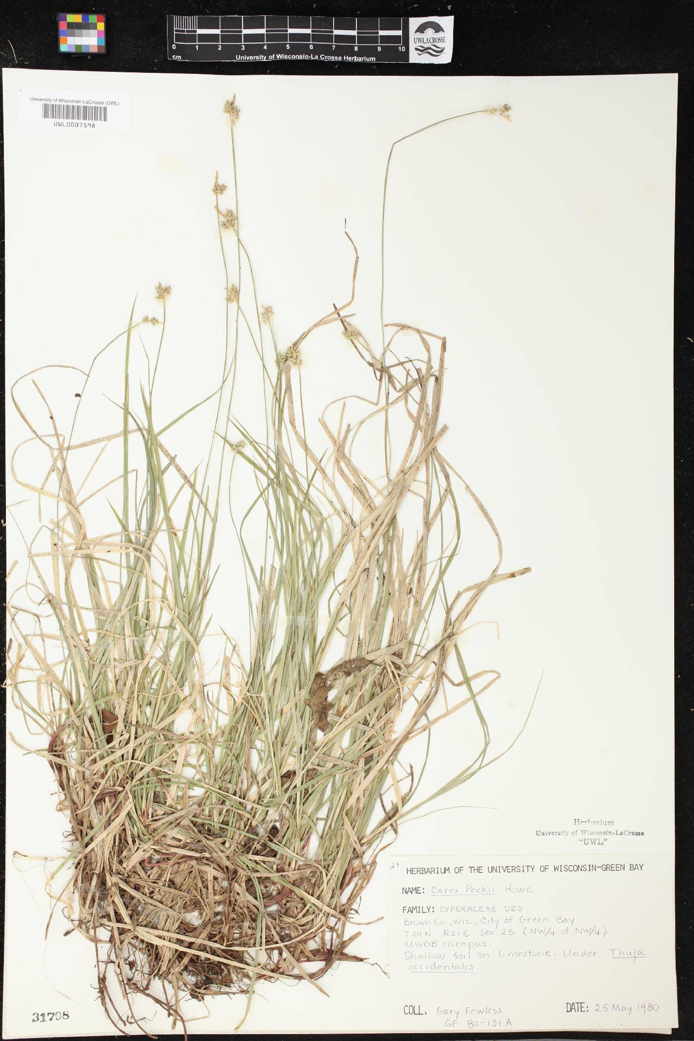 Carex peckii image