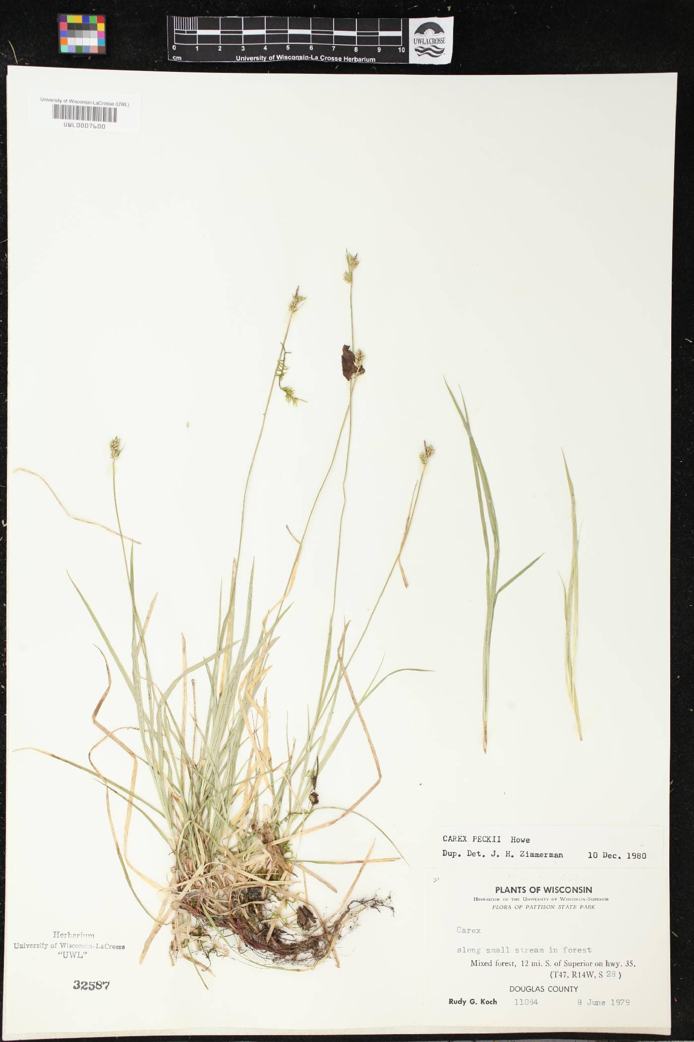 Carex peckii image