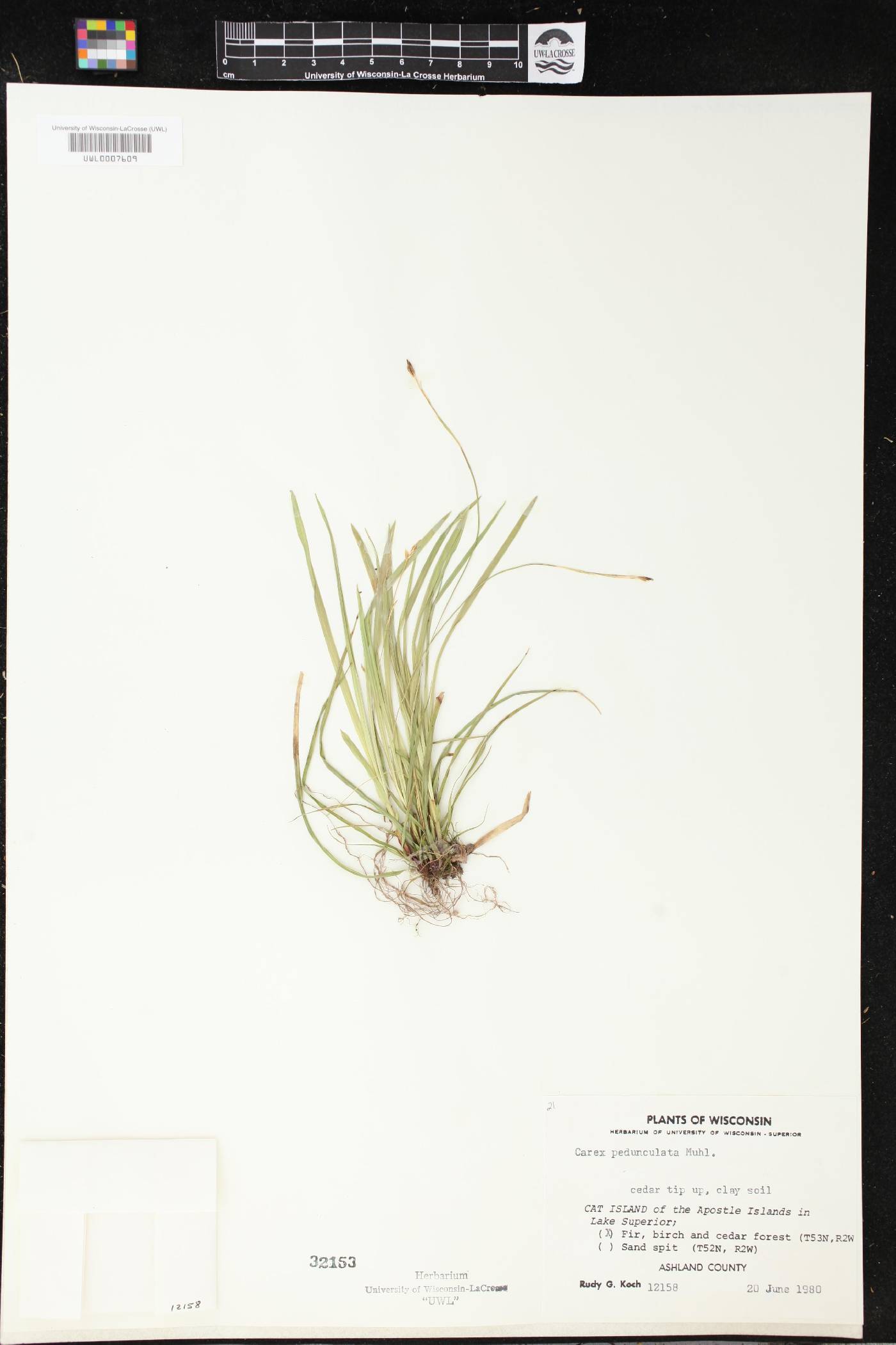 Carex pedunculata image