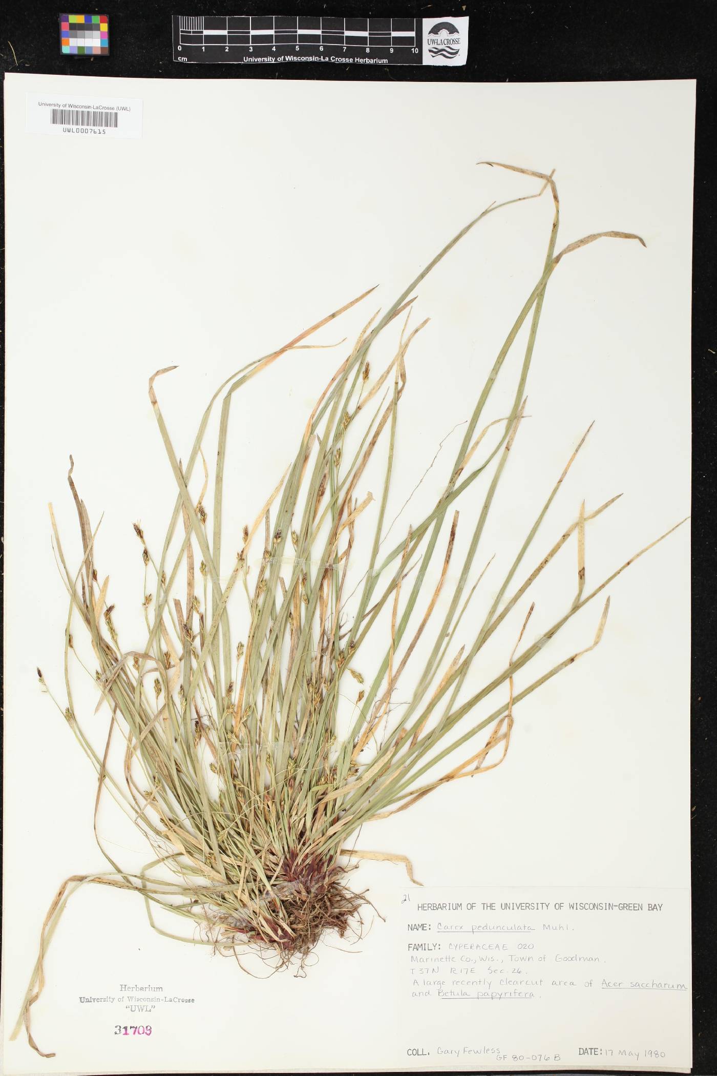 Carex pedunculata image