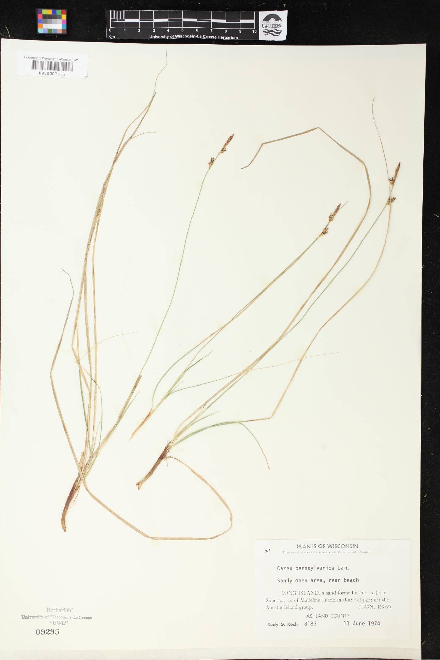 Carex pensylvanica image