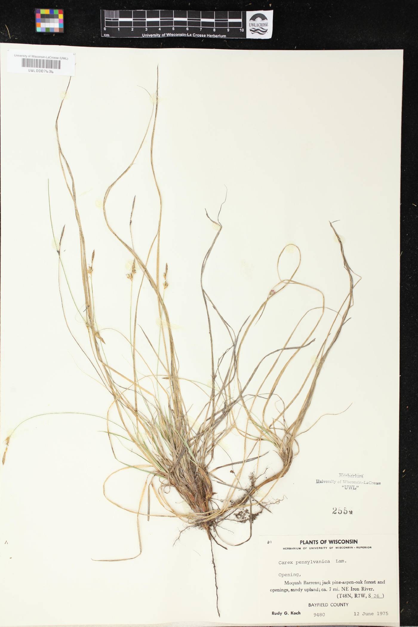 Carex pensylvanica image
