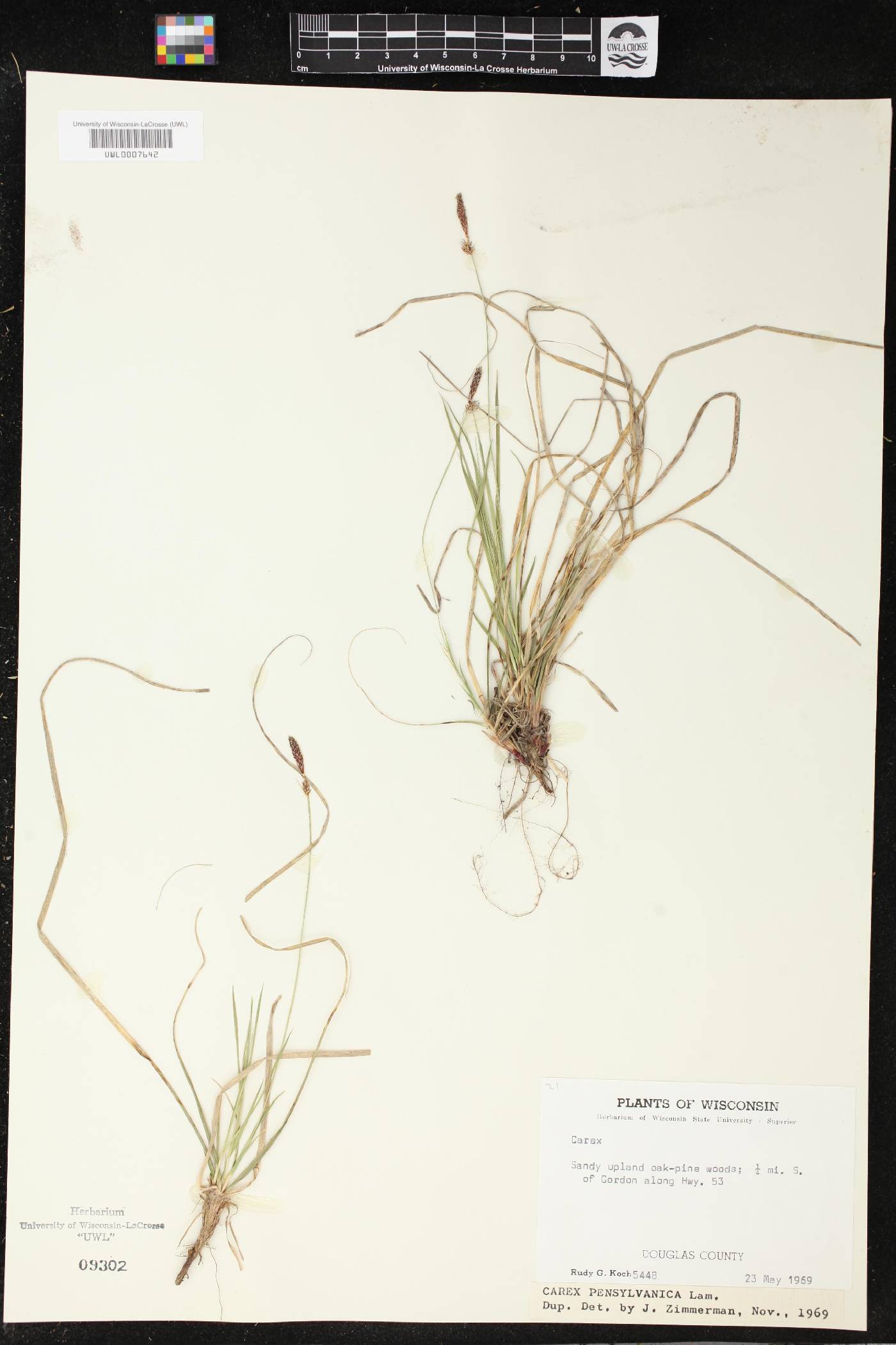 Carex pensylvanica image