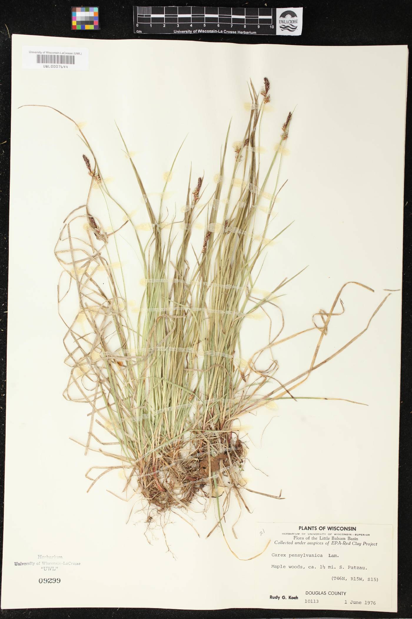 Carex pensylvanica image