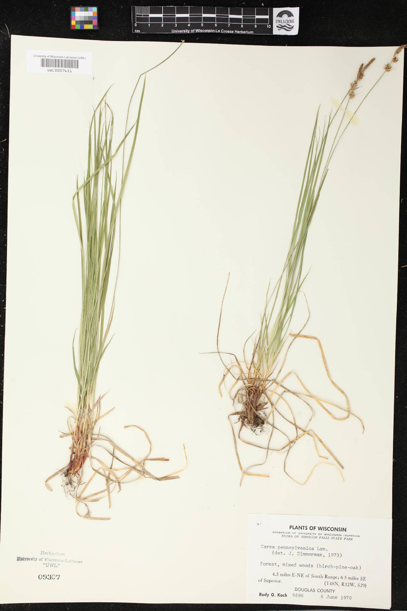 Carex pensylvanica image