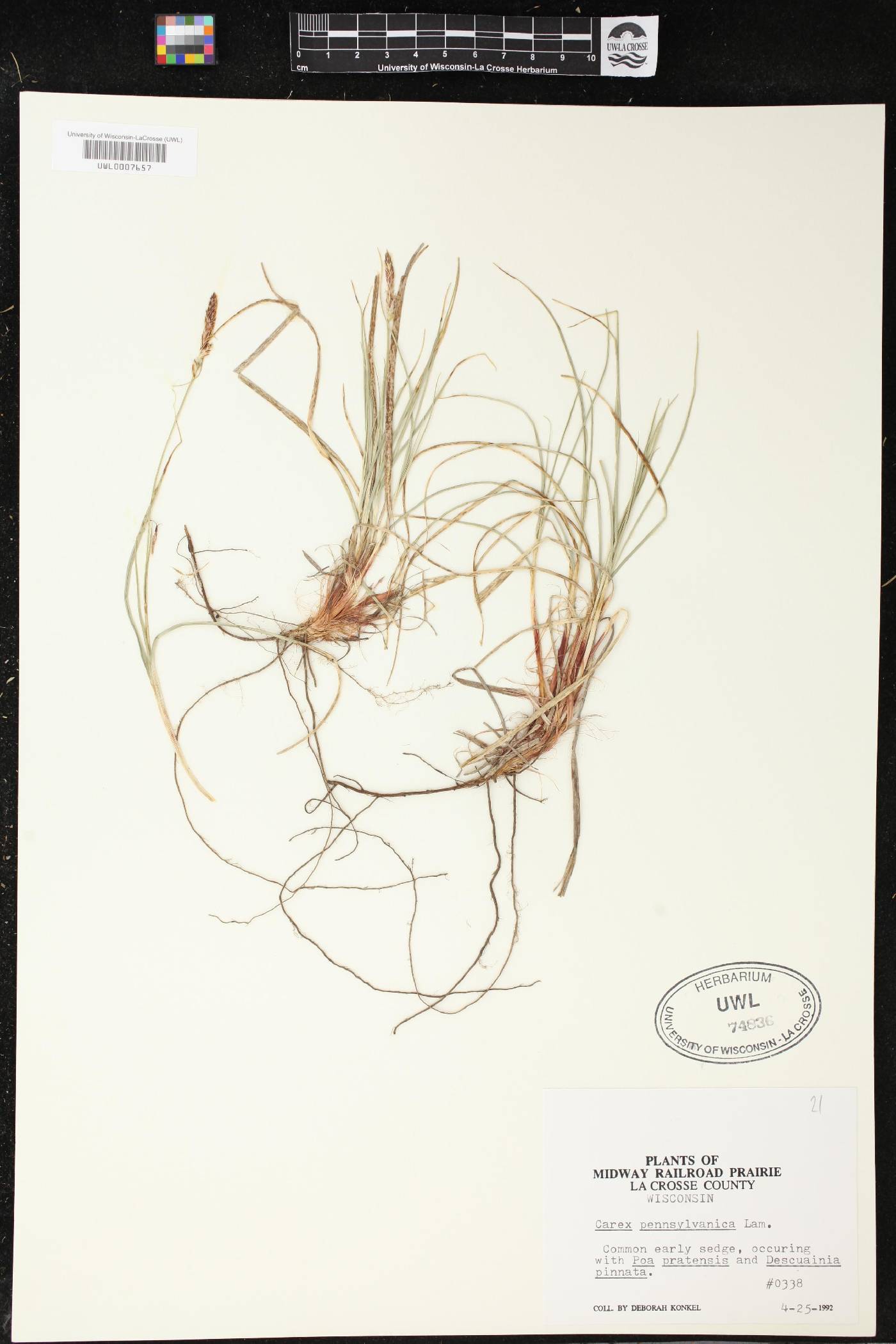 Carex pensylvanica image