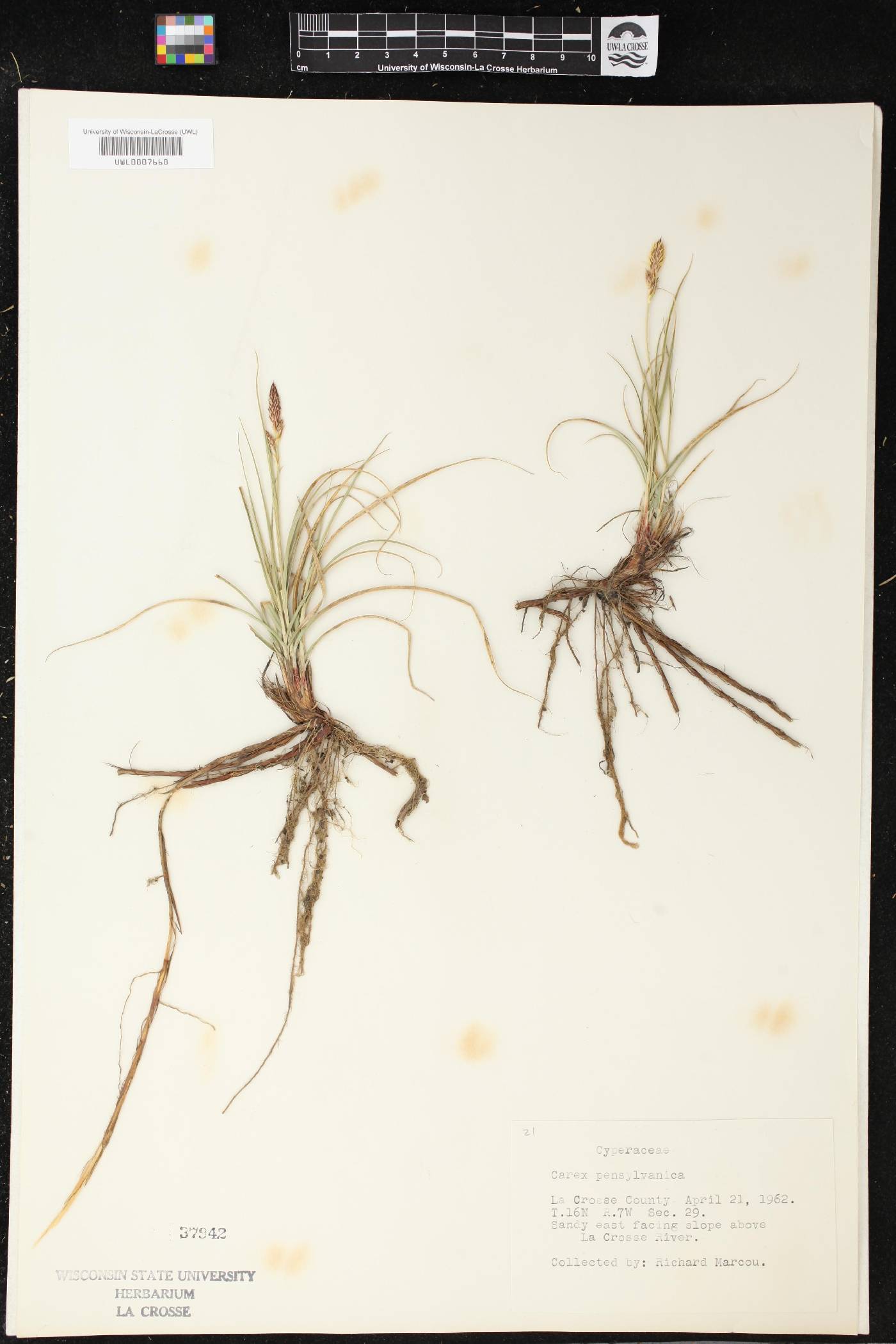 Carex pensylvanica image