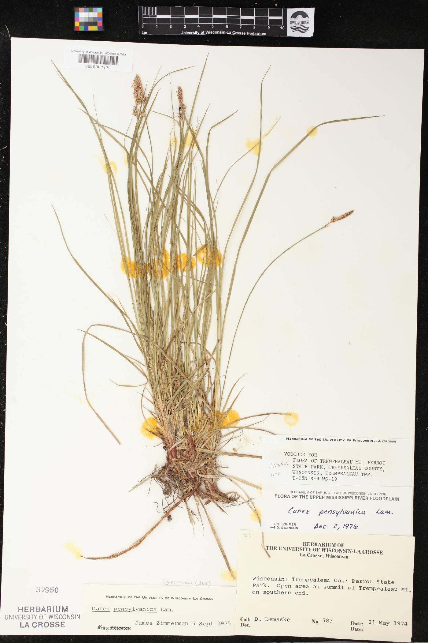 Carex pensylvanica image
