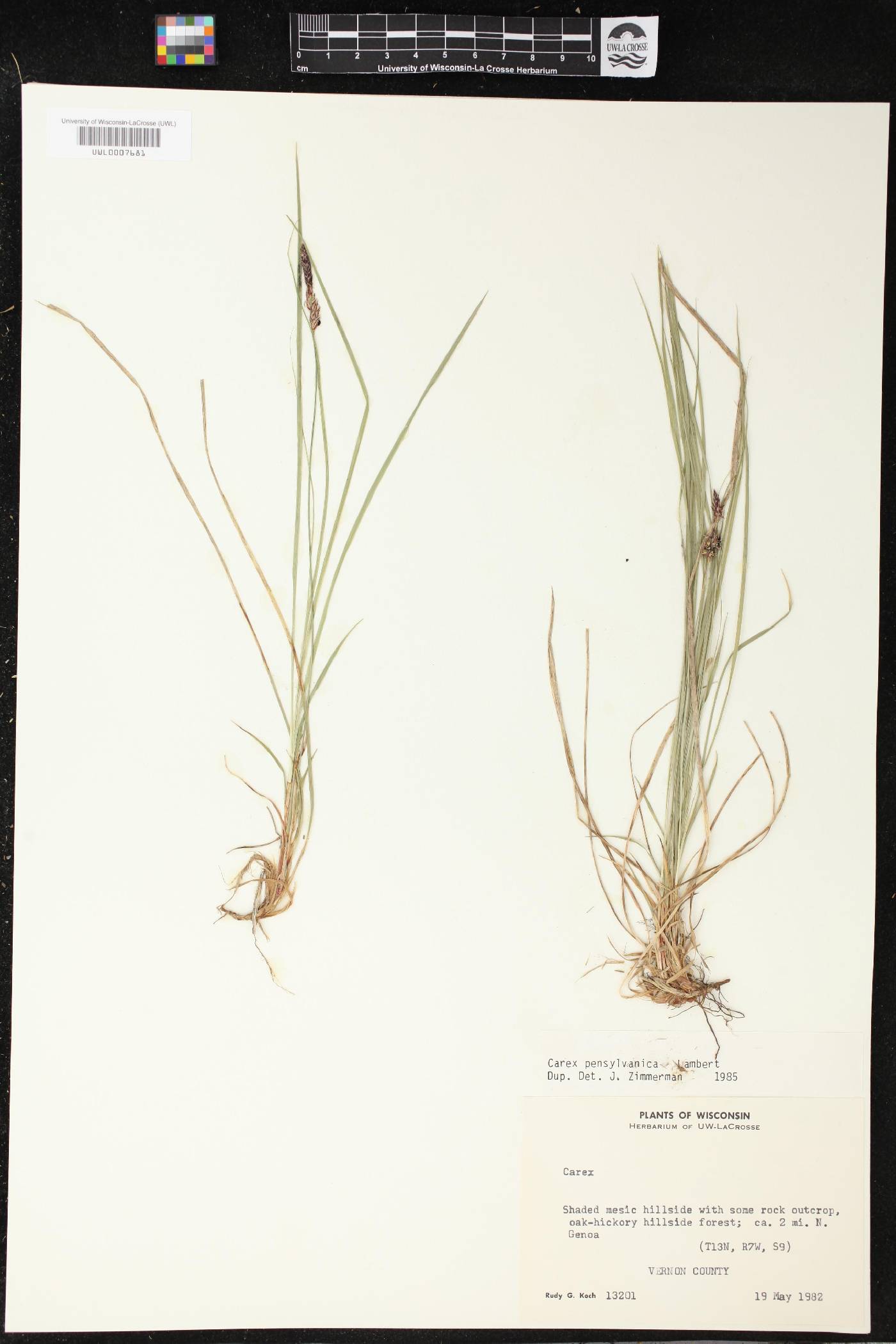 Carex pensylvanica image