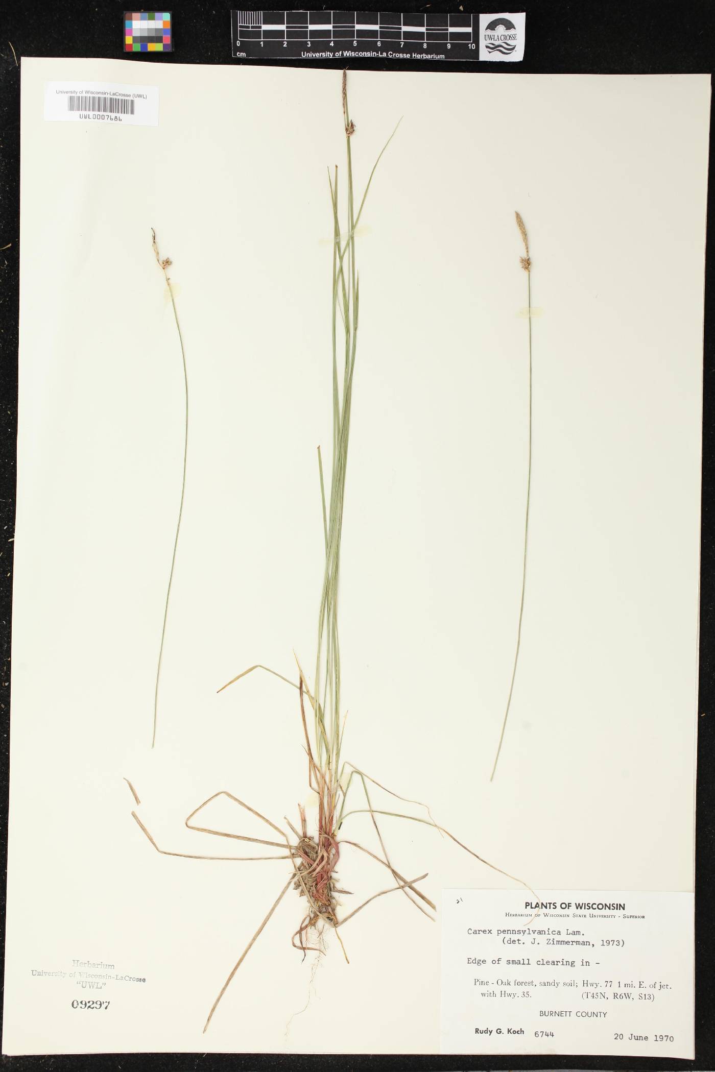 Carex pensylvanica image
