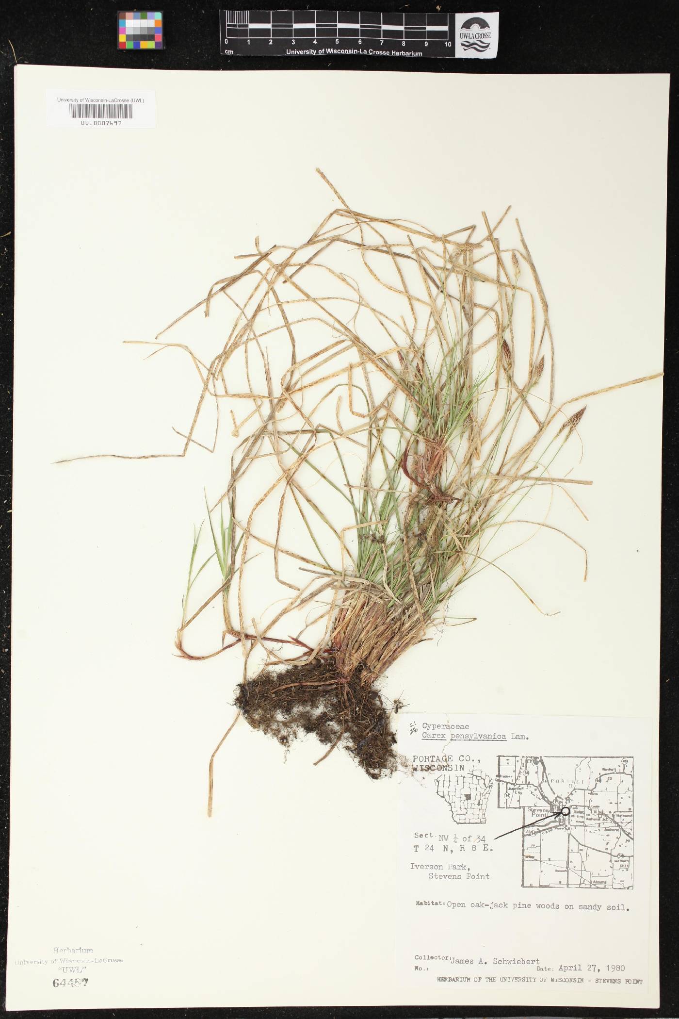 Carex pensylvanica image
