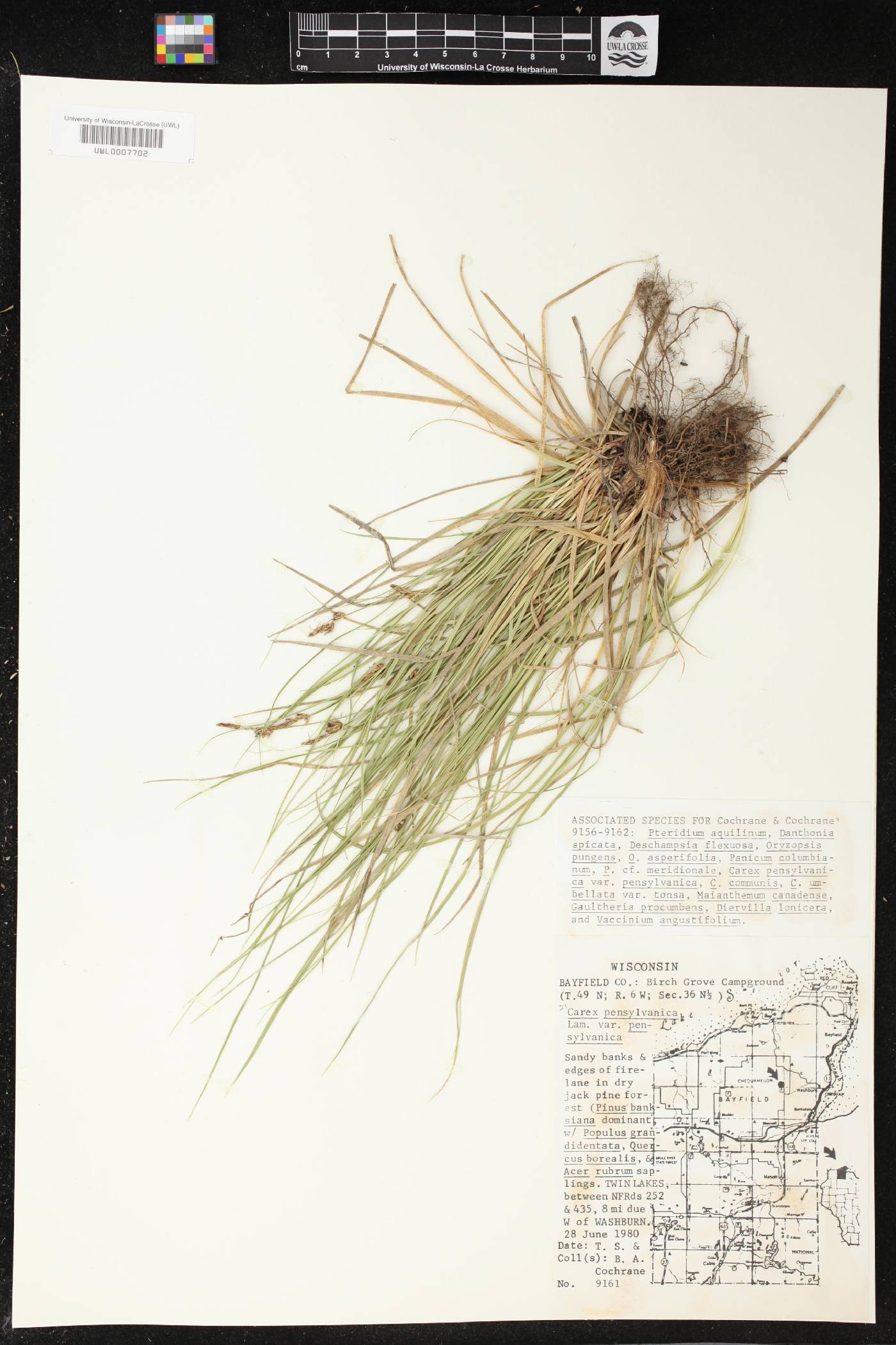 Carex pensylvanica image