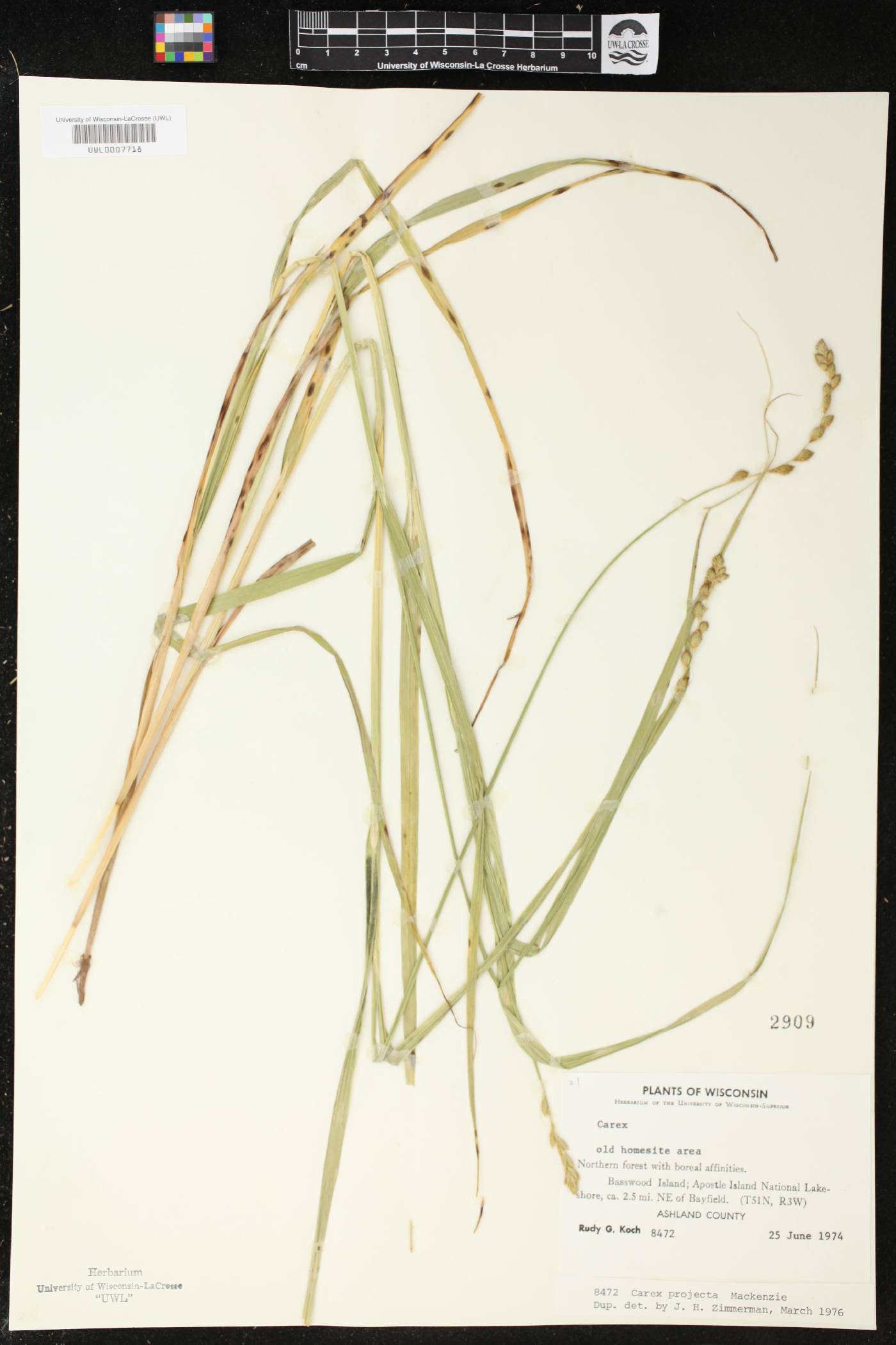 Carex projecta image