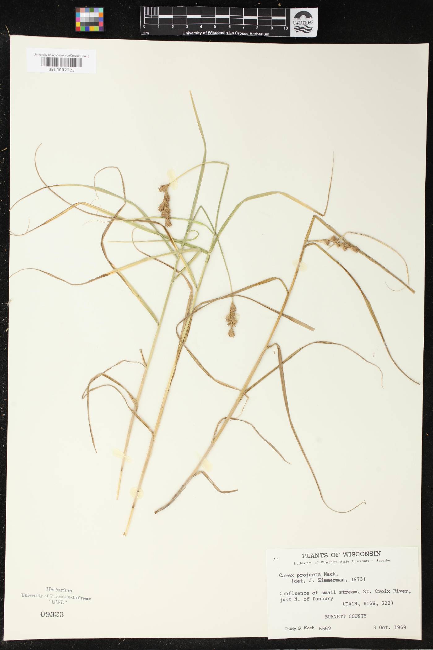 Carex projecta image