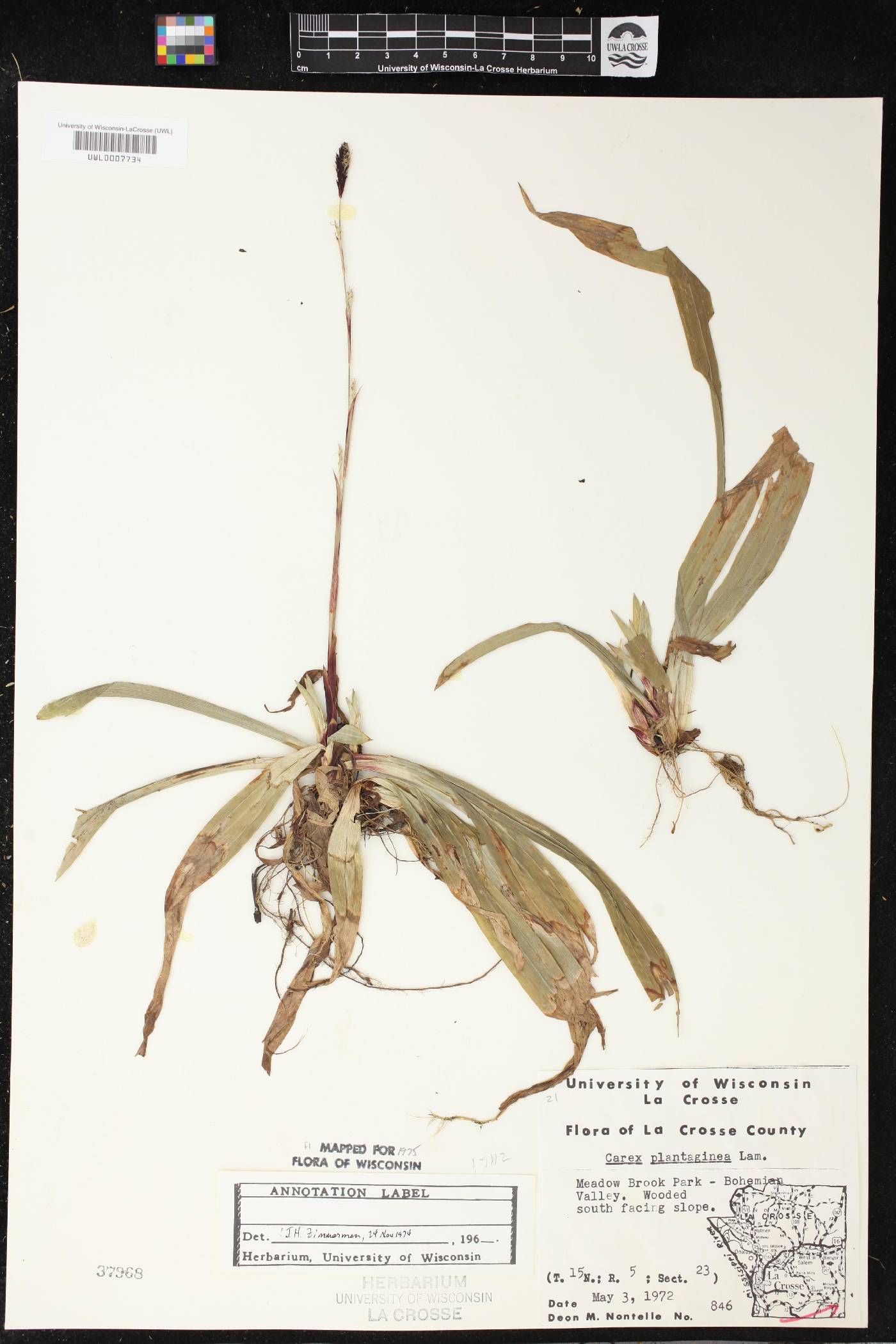 Carex plantaginea image