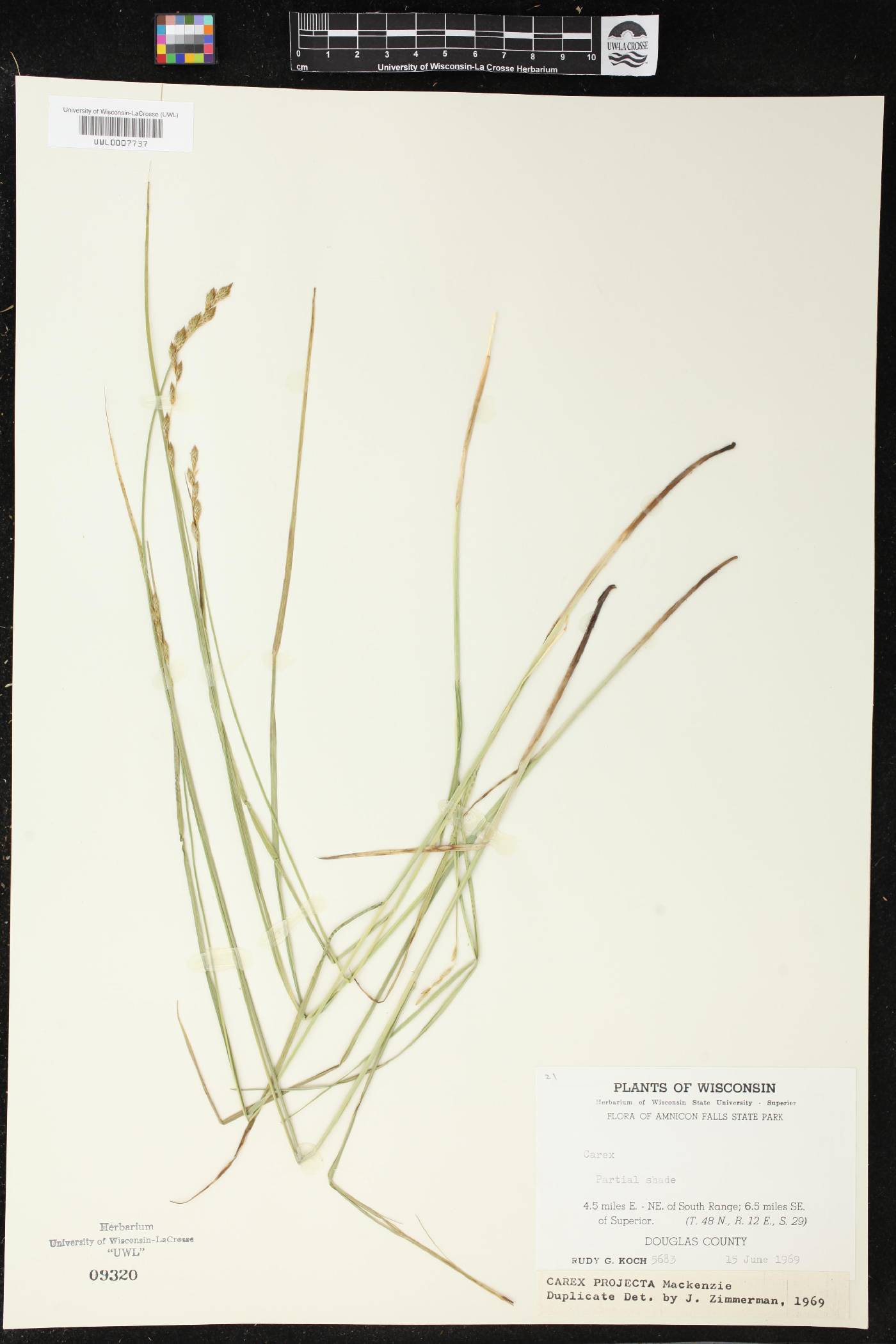 Carex projecta image