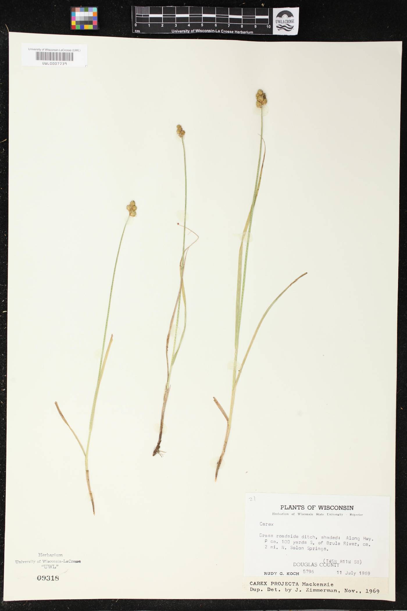 Carex projecta image