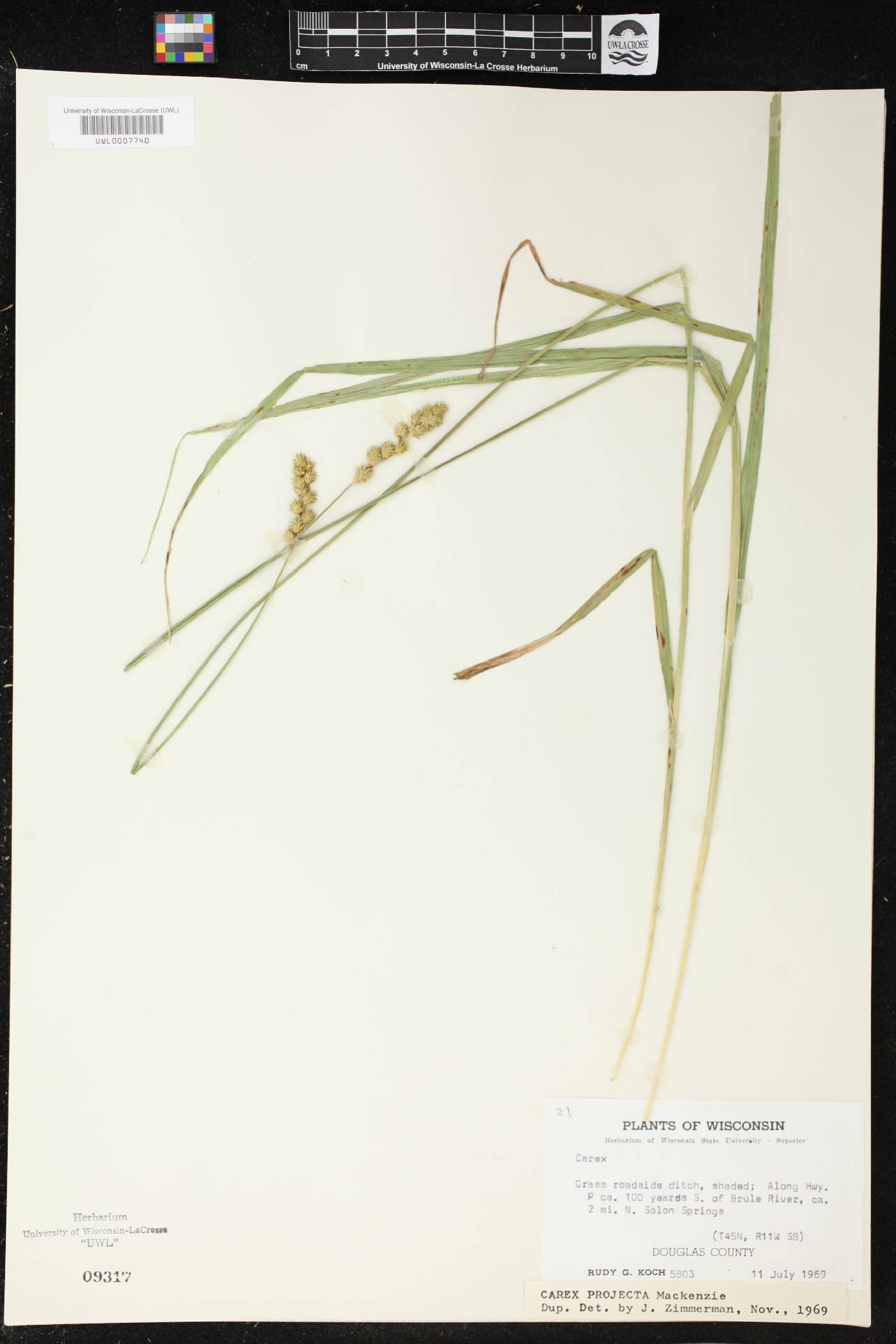 Carex projecta image